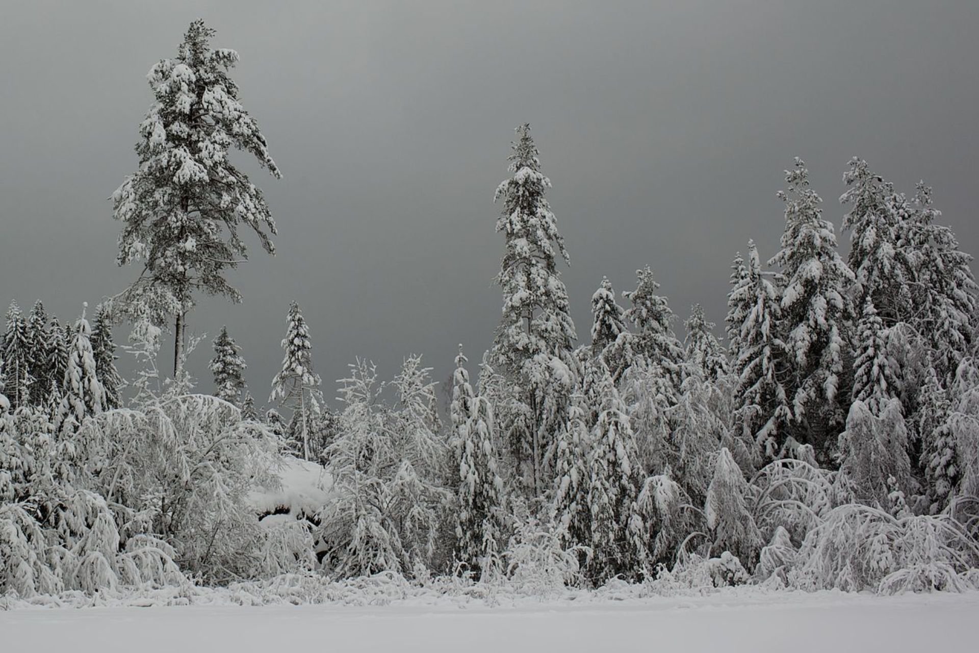 NOAA Forecast Maps Reveal What’s in Store for Your State This Winter