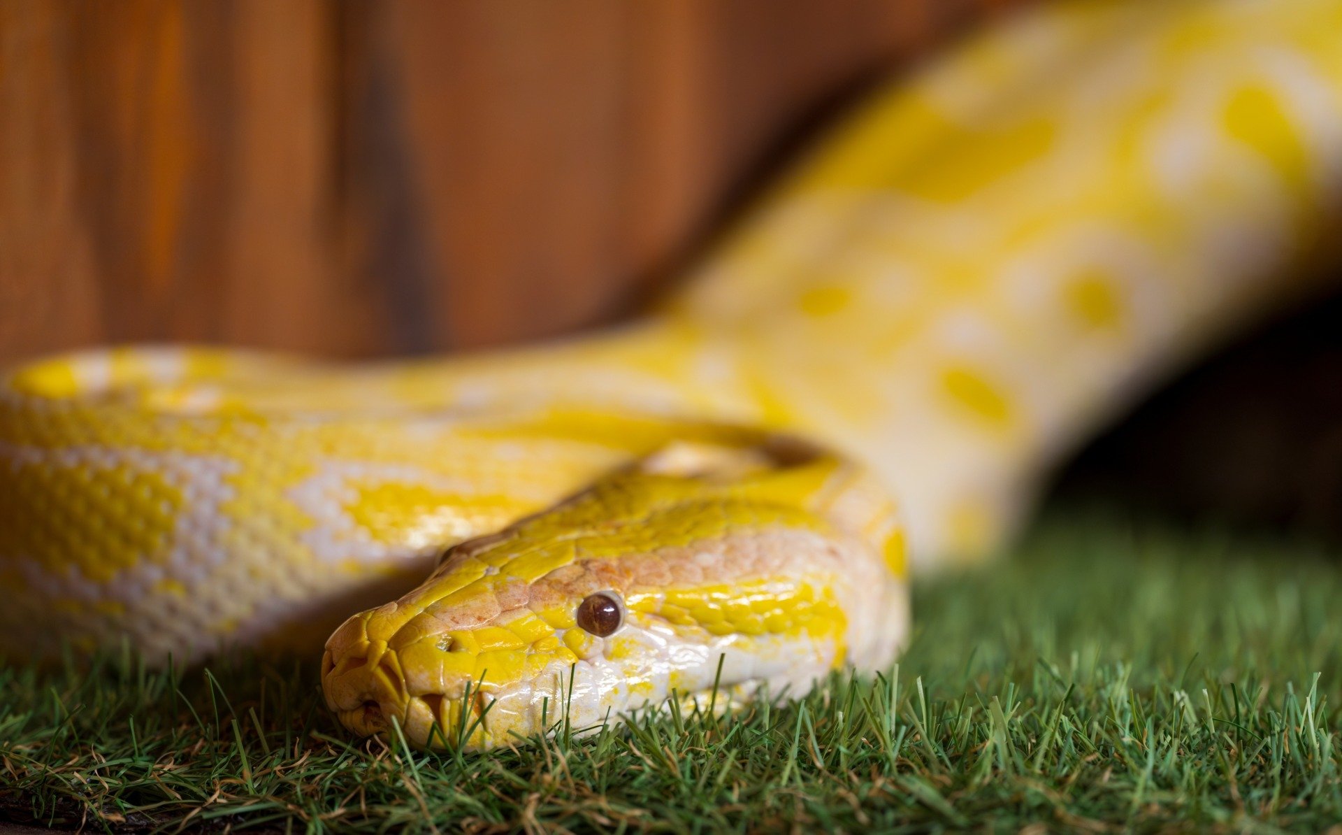 Scientists Have Cracked the Mystery of Snake Pee