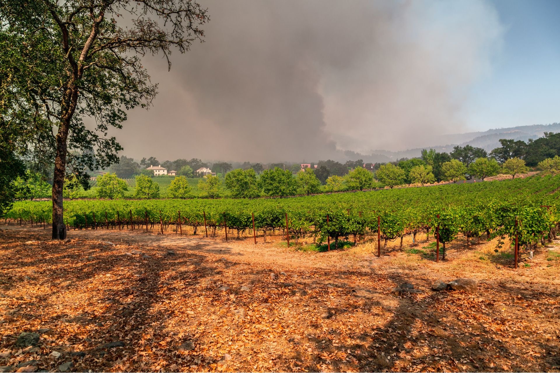 Scientists Just Found a Clever ‘Fix’ for Smoky, Wildfire-Tainted Wine