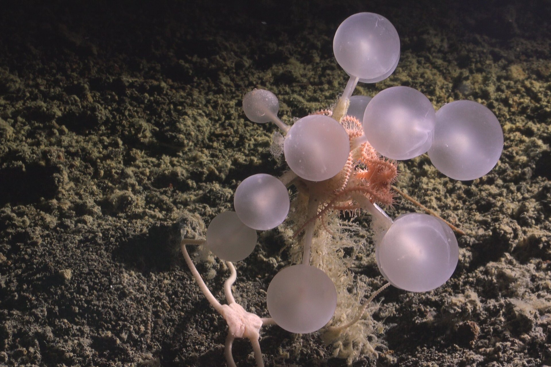 Scientists Just Found a ‘Death-Ball’ Sponge and a Whole Bunch of Other Deep-Sea Weirdos