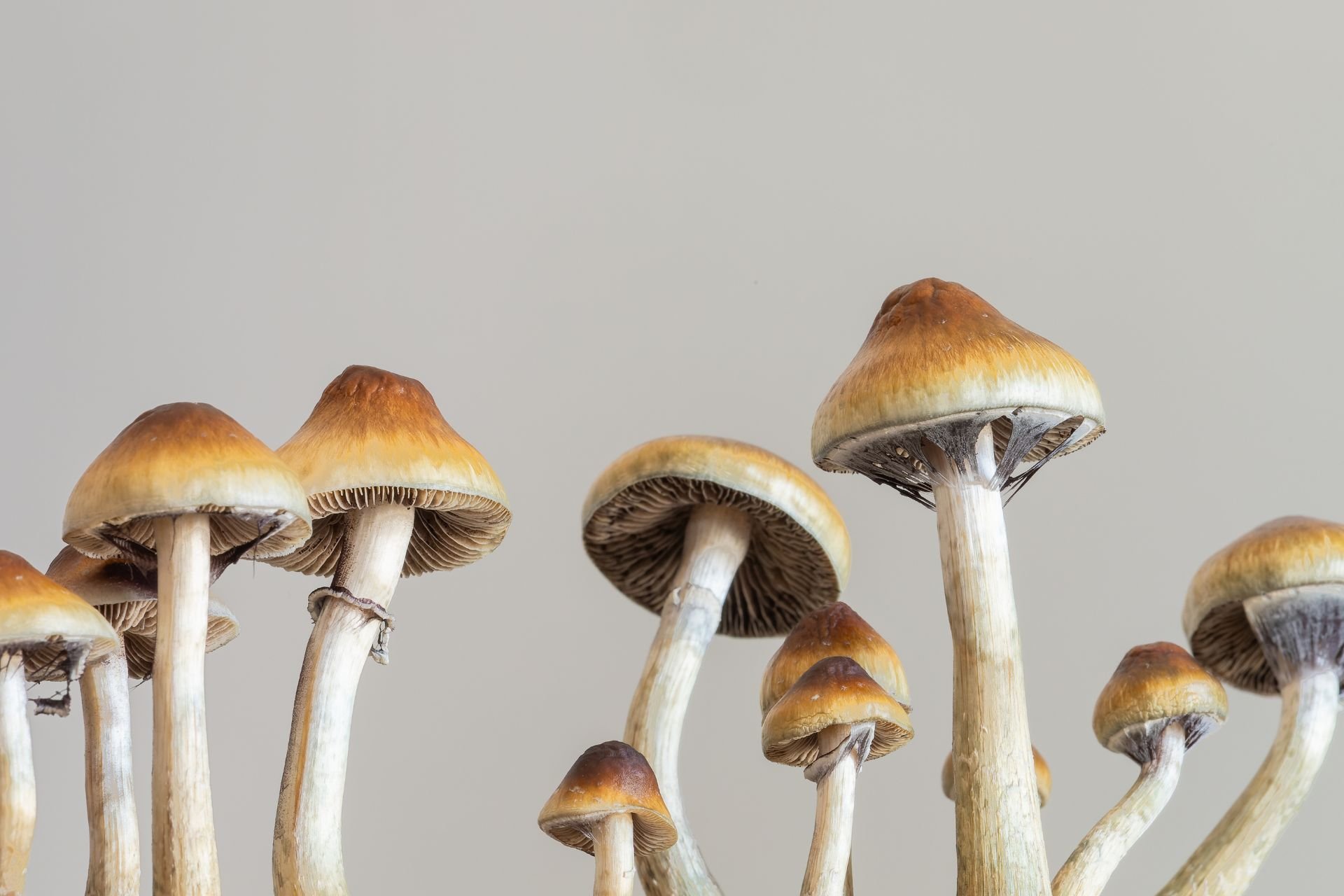 Scientists Realize That Magic Mushrooms Are Even Weirder Than We Thought