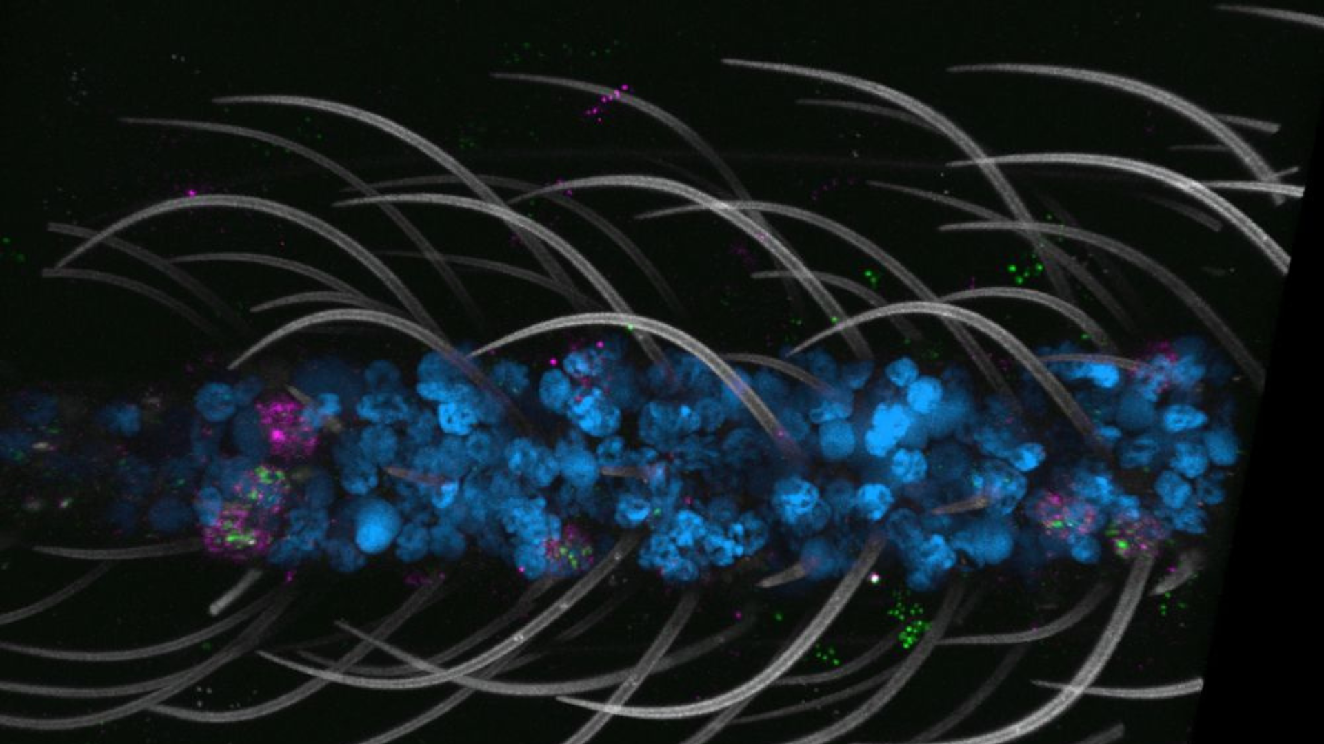 Scientists unveil world’s first cellular atlas of the most dangerous mosquito