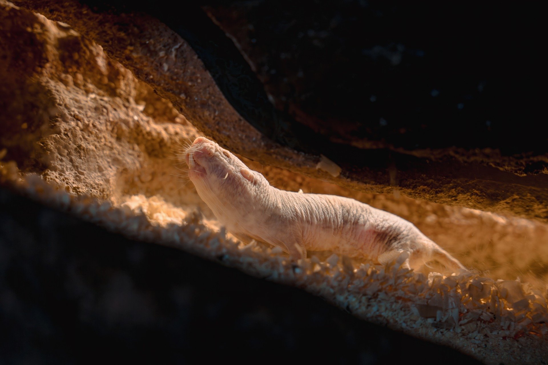 Some Naked Mole-Rats Are Just Born to Clean Toilets, Study Suggests