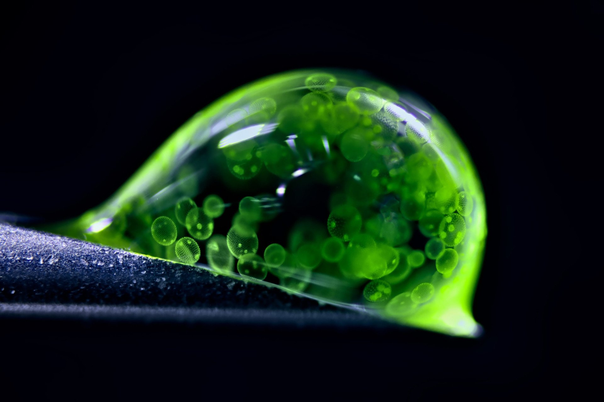The Best Microscopic Shots of 2025 Will Make You Rethink Reality