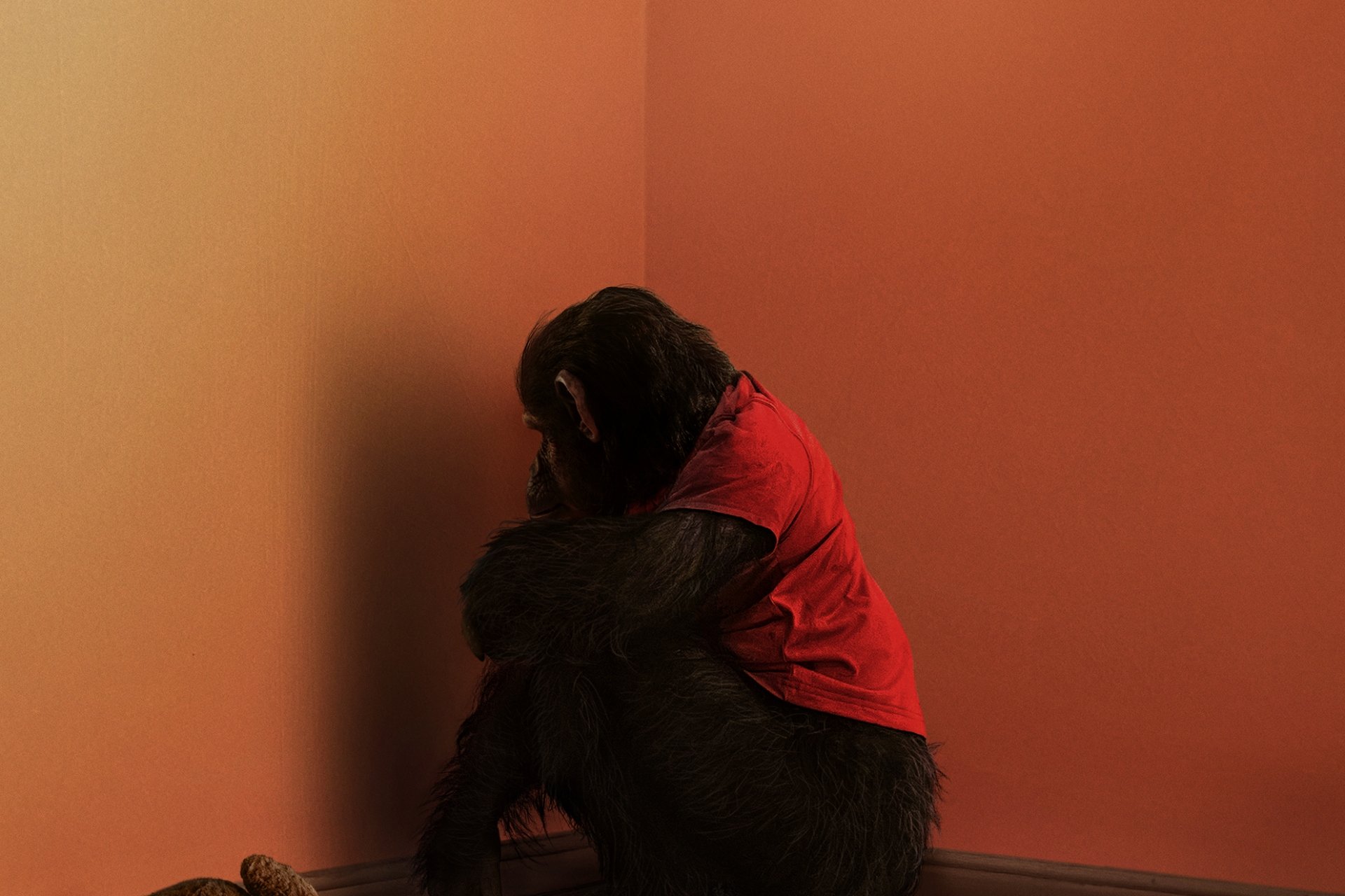 The First Trailer for ‘Primate’ Is the ‘Nope’ Opening on Simian Steroids