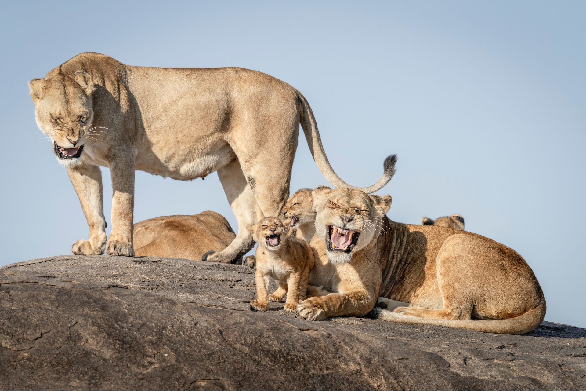 The Funniest Wildlife Photos of the Year Will Have You Roaring With Laughter