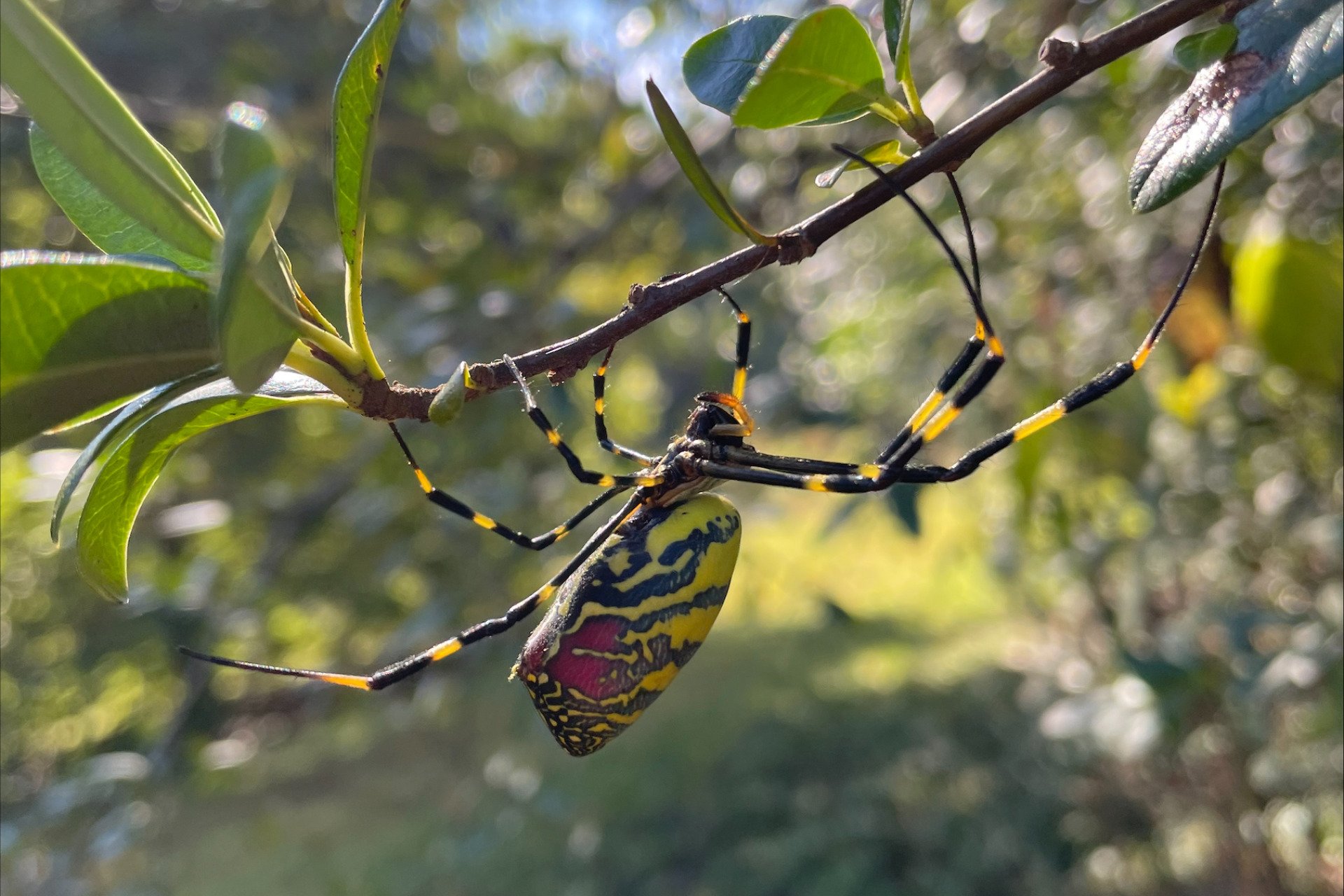 They’re Huge, They’re Creepy, and They’re Back—An Expert’s Tips for Joro Spider Season