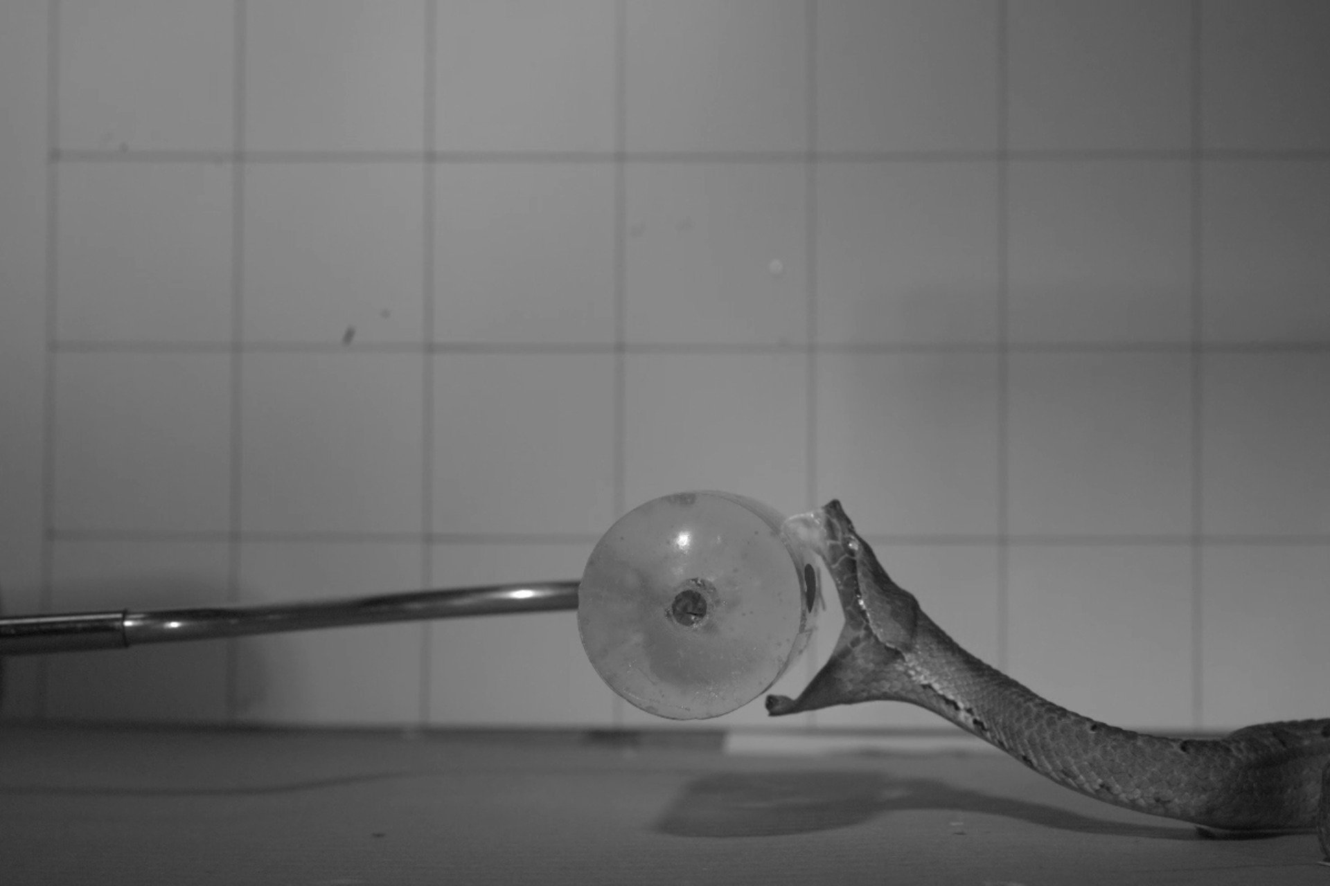 This Is What a Venomous Snake Bite Looks Like at 1,000 Frames per Second