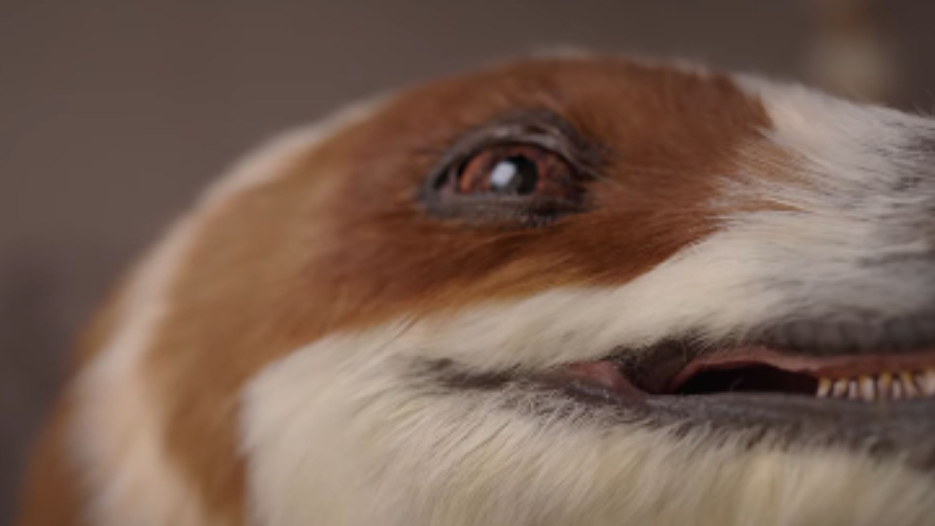 Video: Feathered dinosaur robot from China can walk, breathe and even ‘murmur’ 