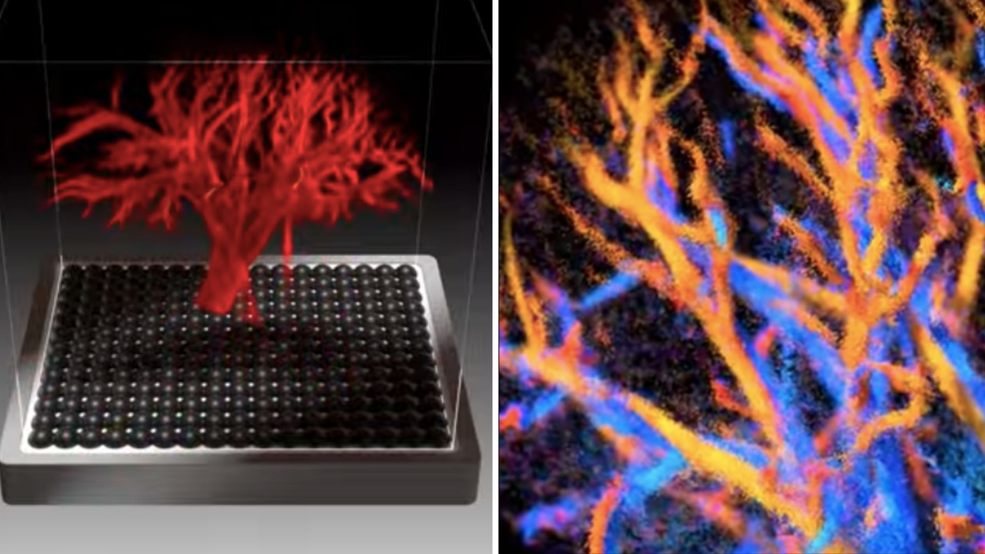Video: Science fiction–style 4D ultrasound breakthrough reveals full organ blood flow