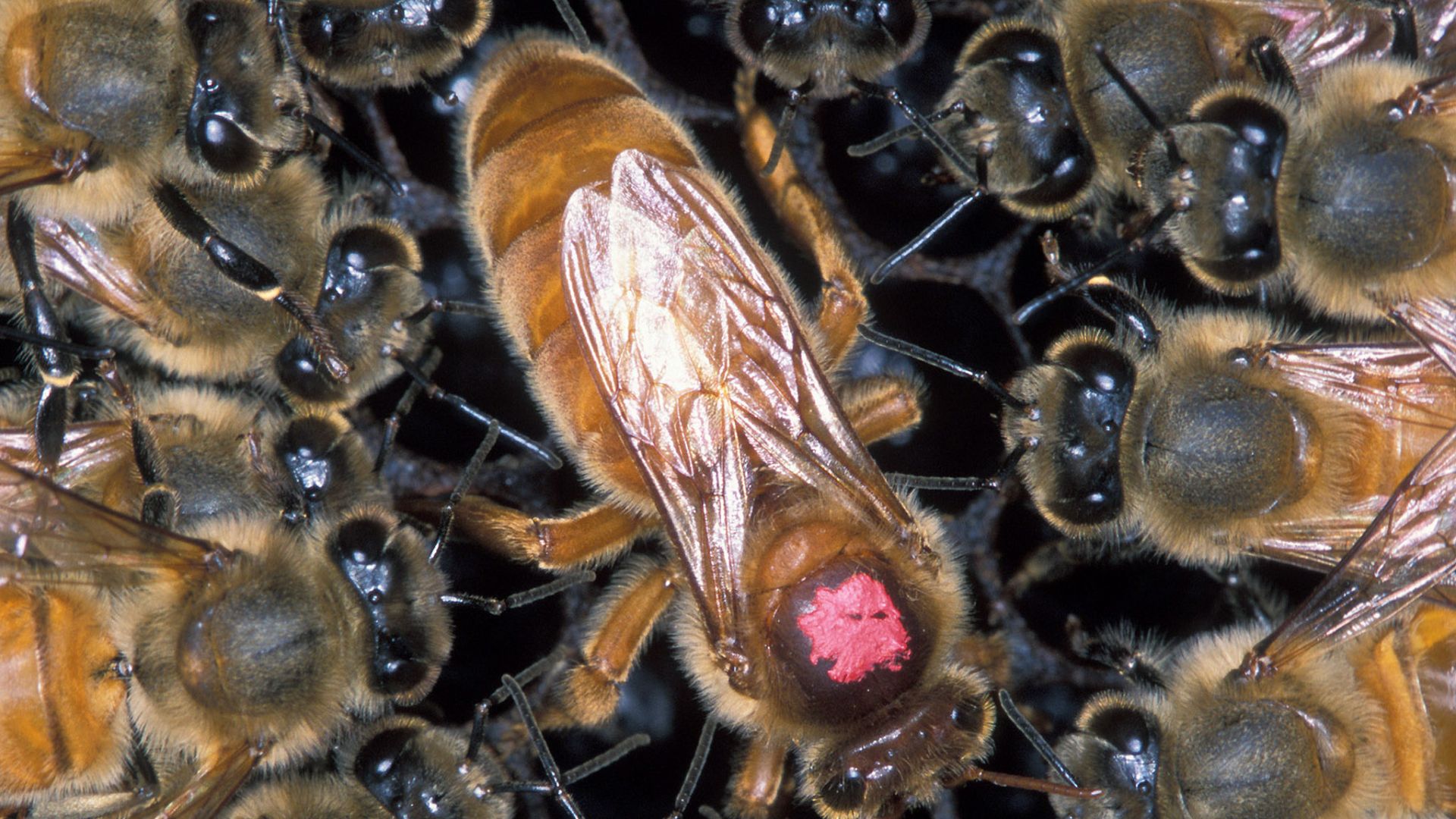 When loyalty fades: Inside the secret uprisings against honey bee queens