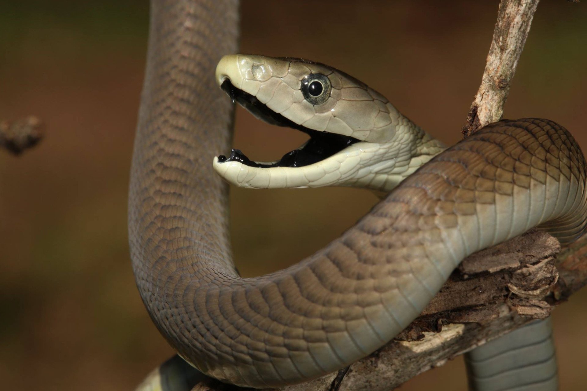 Why Getting Bit by a Mamba Sucks Extra Bad