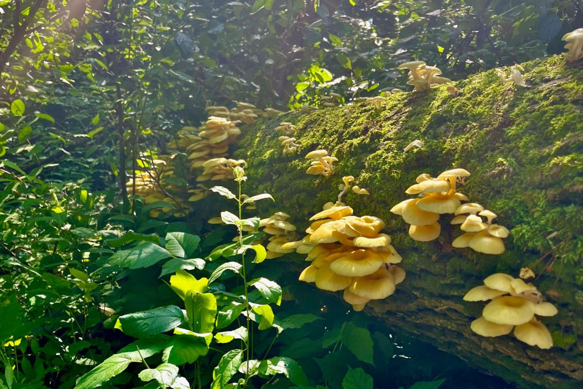 A Popular Gourmet Mushroom Is Escaping Gardens and Invading US Forests