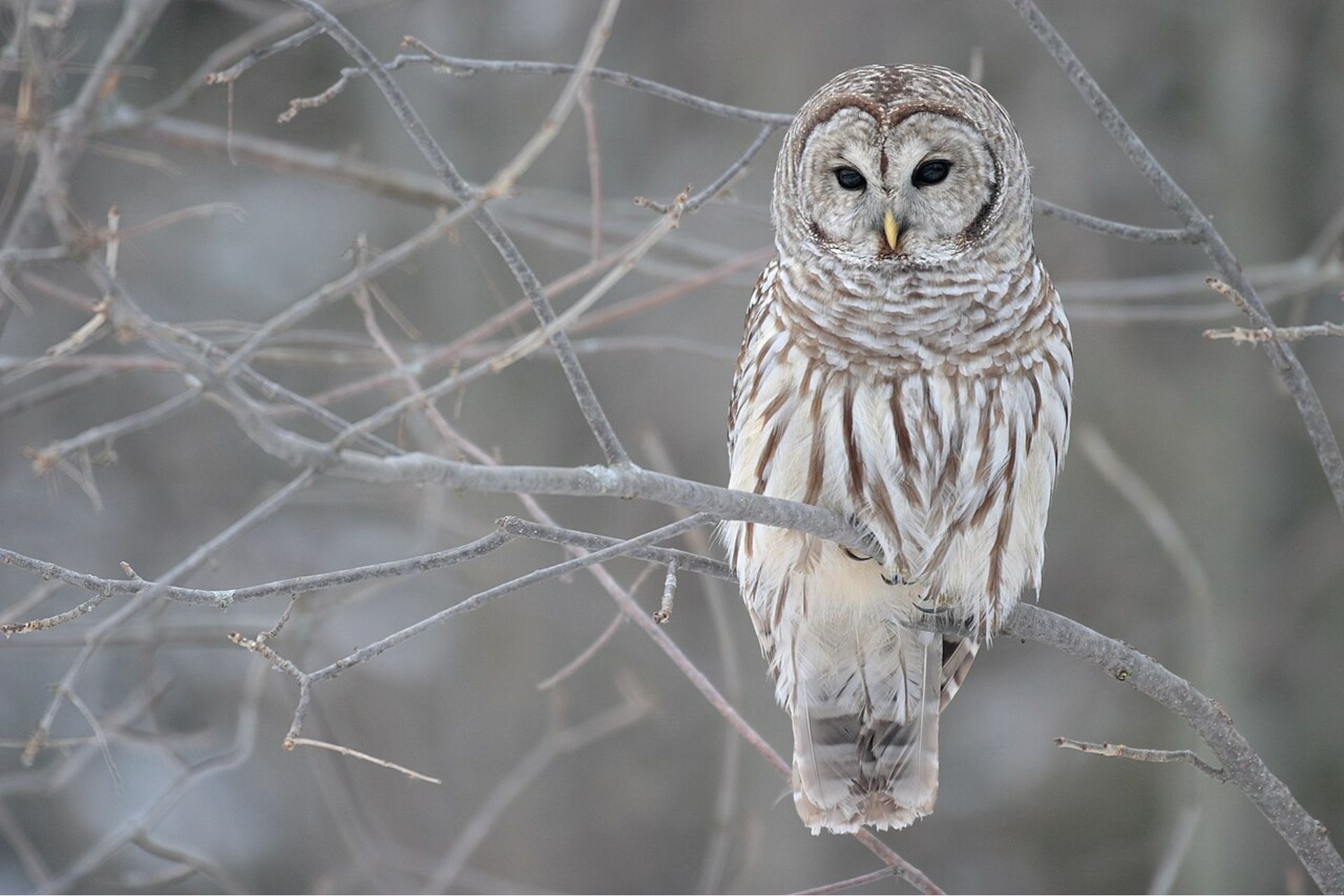 Controversial Plan to Kill 500,000 Barred Owls in U.S. Clears Major Hurdle