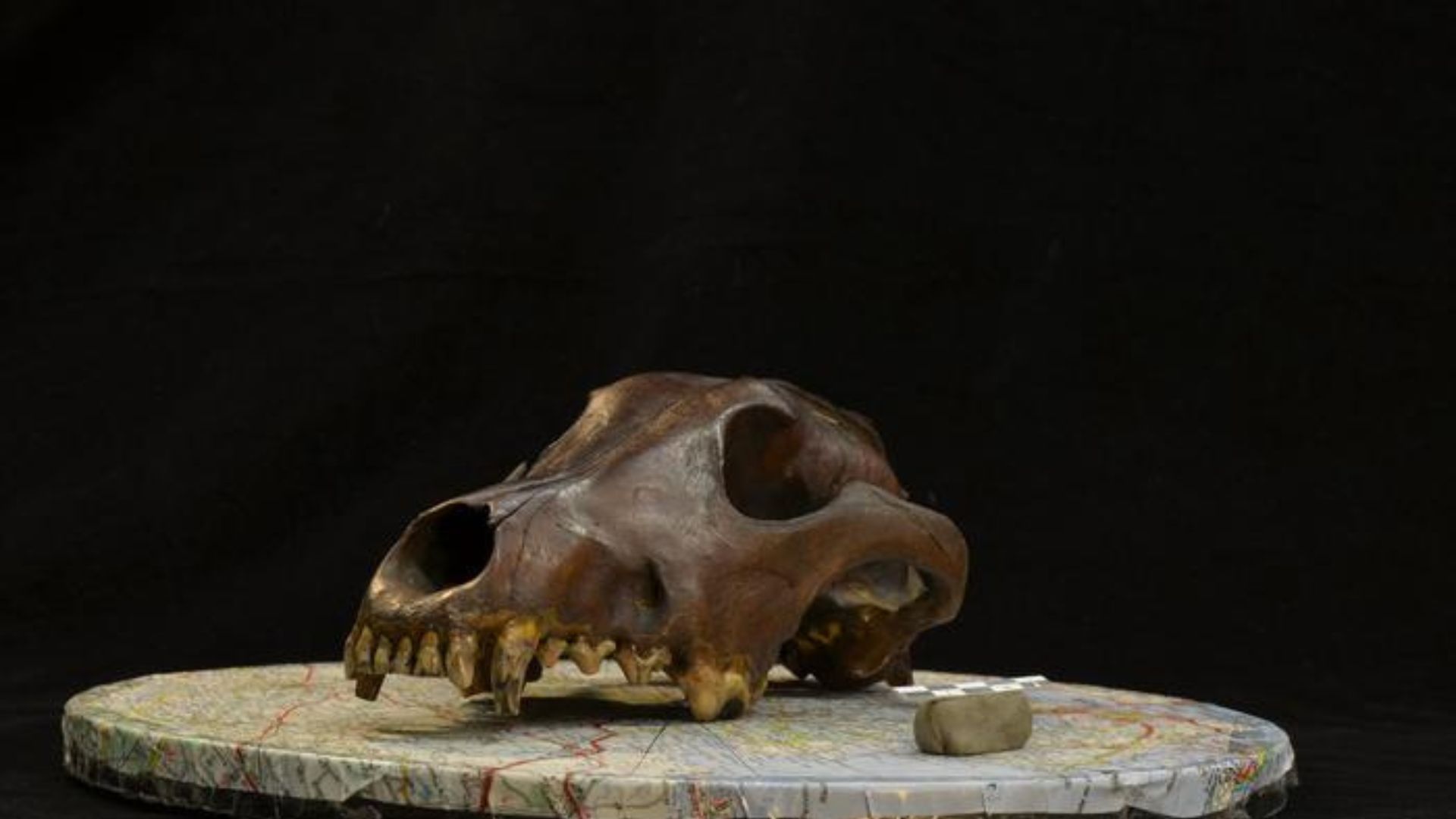 Dog diversity emerged 11,000 years ago, shaped by early human societies