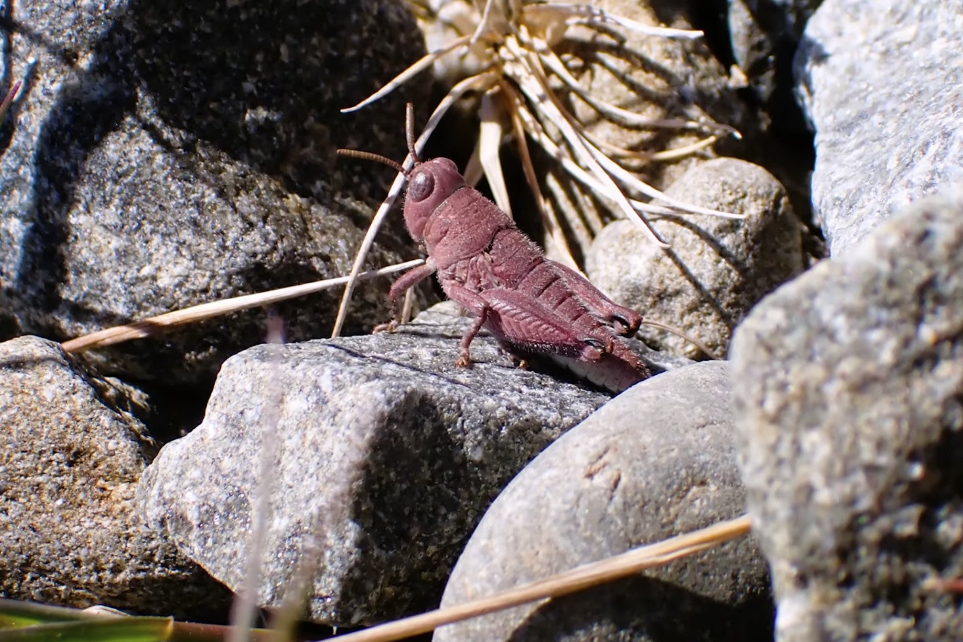 Exceptionally Rare Pink Grasshopper Is Chonky, Adorable—and a Genetic Miracle