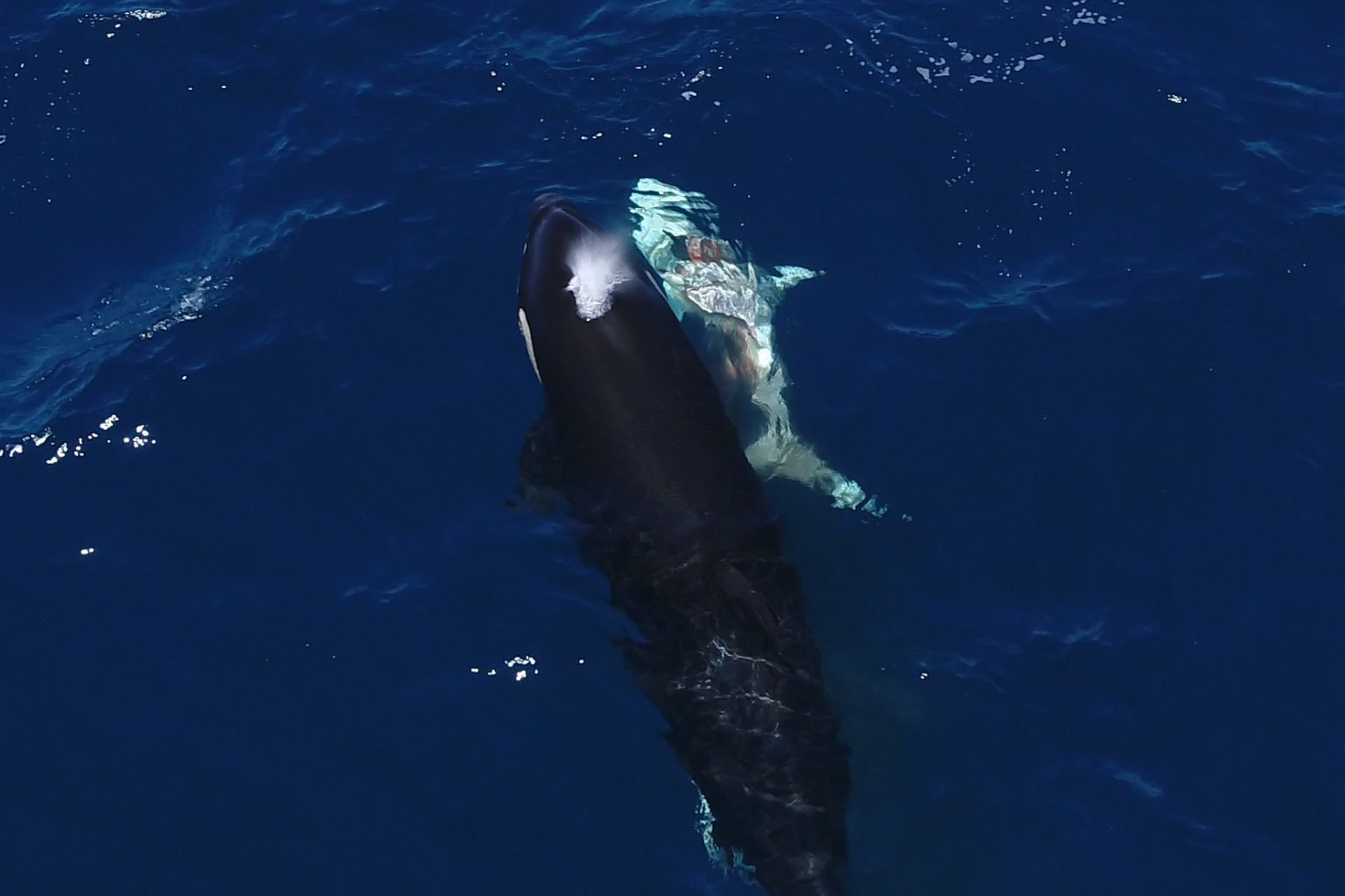 Jaw-Dropping Video Shows Orcas Flipping a Great White Shark to Feast On Its Liver