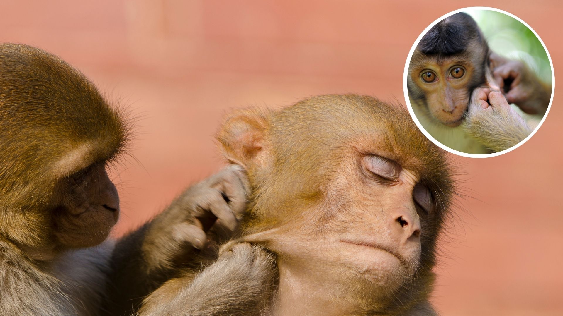 Monkeys can tap to beat of human music, have ability to synchronize movement to rhythm