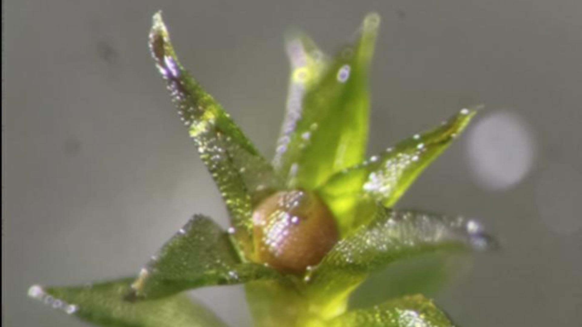 Moss survives 9 months outside NASA space station, returns to Earth ready to reproduce