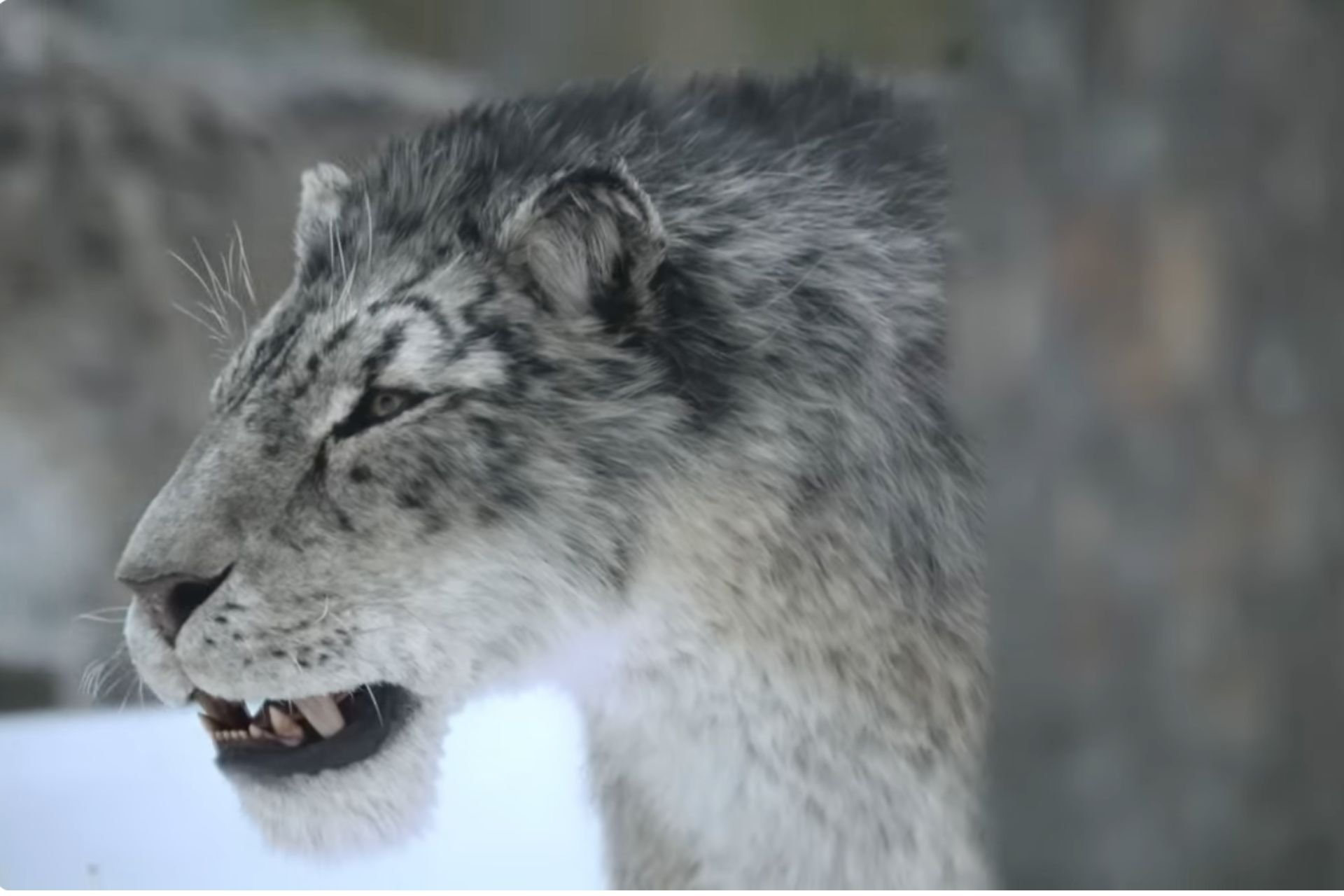 Official Trailer for ‘Prehistoric Planet: Ice Age’ Promises Survival, Snow—and Giant Teeth