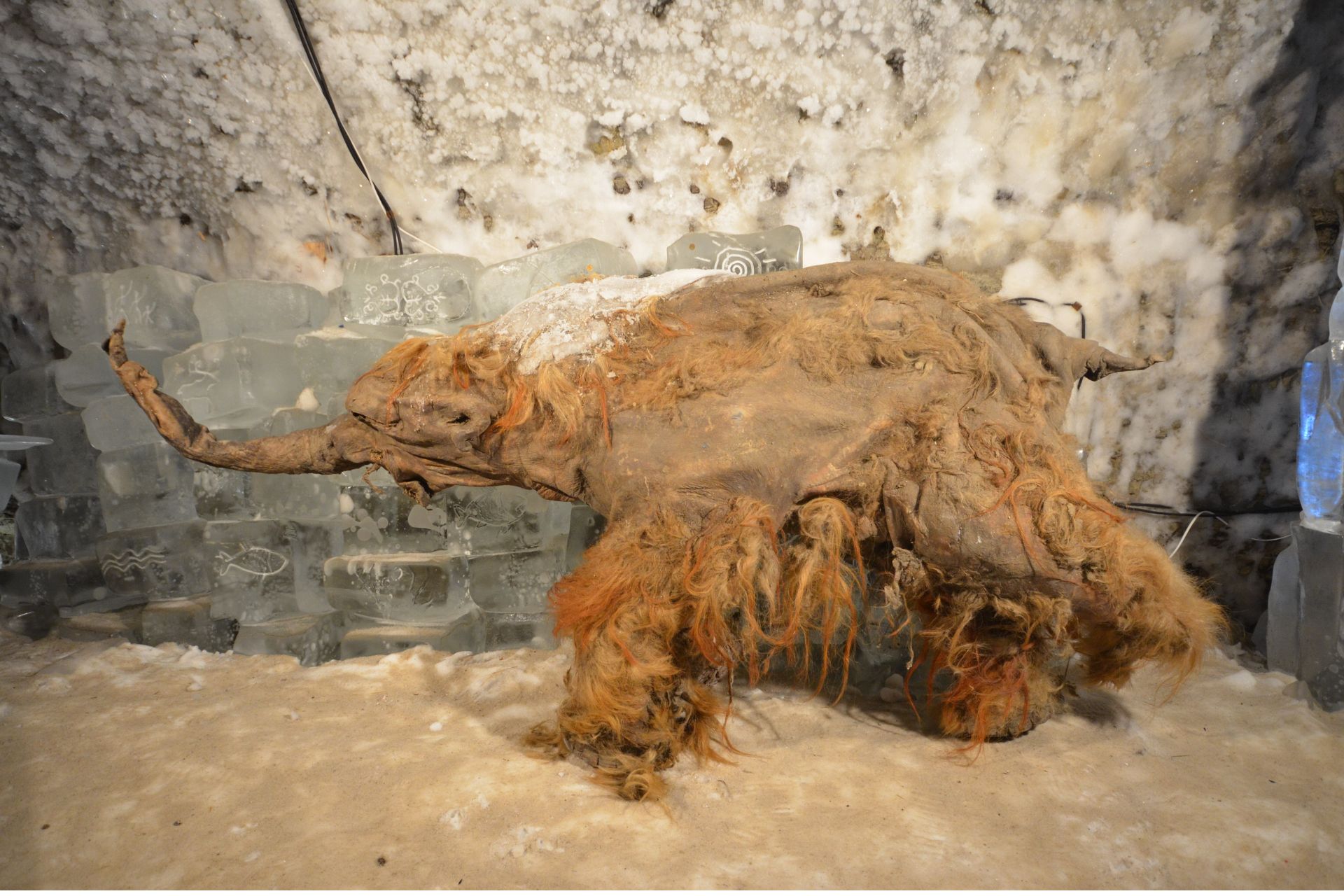 Oldest RNA Ever Recovered Captures a Woolly Mammoth’s Dying Moments