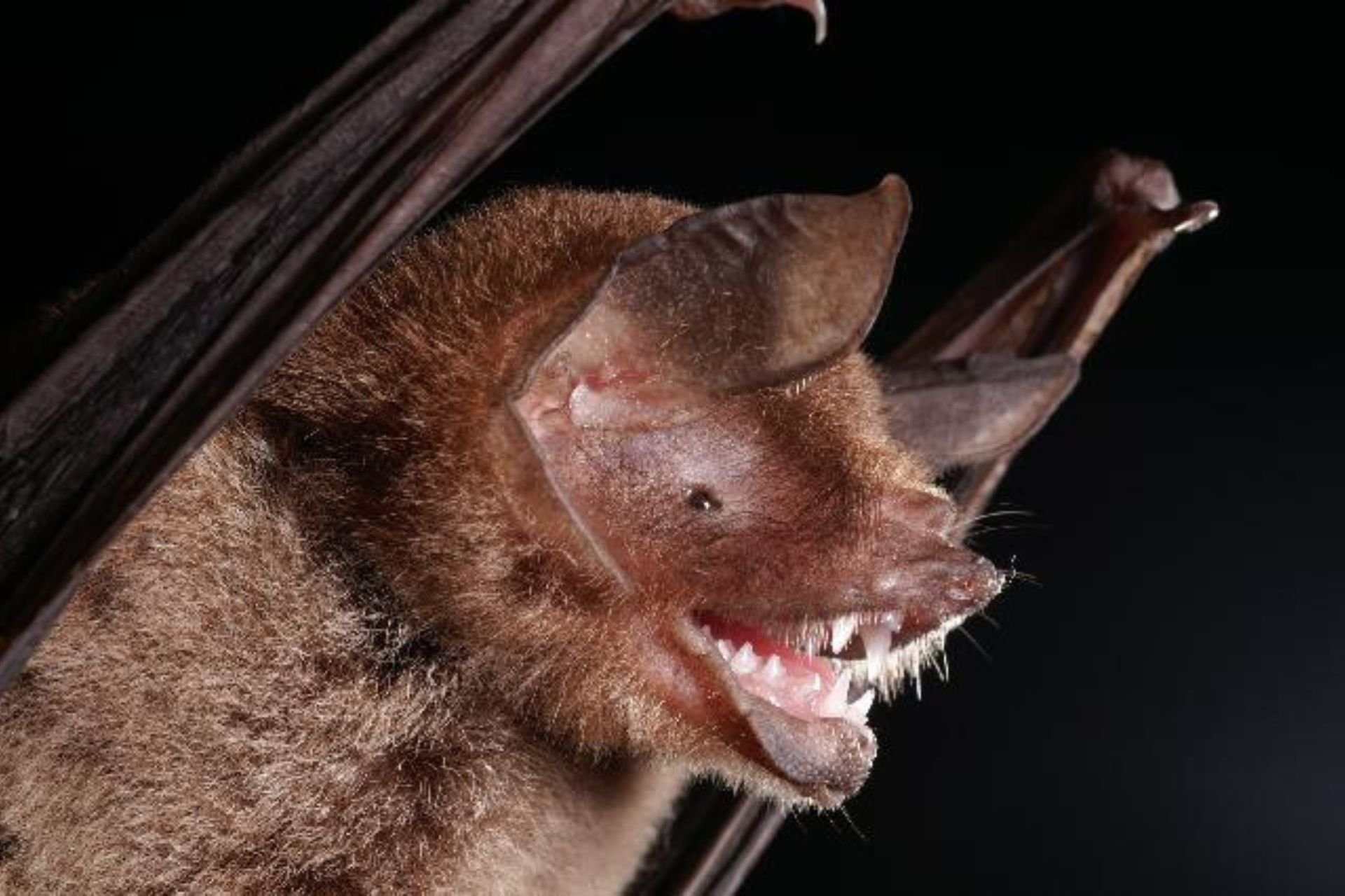 Scientists Detect New Bat Virus That Looks Alarmingly Like Covid-19
