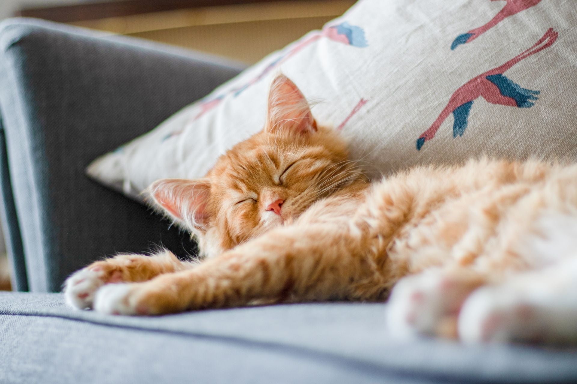 The Story of How Cats Conquered the World Just Got Weirder