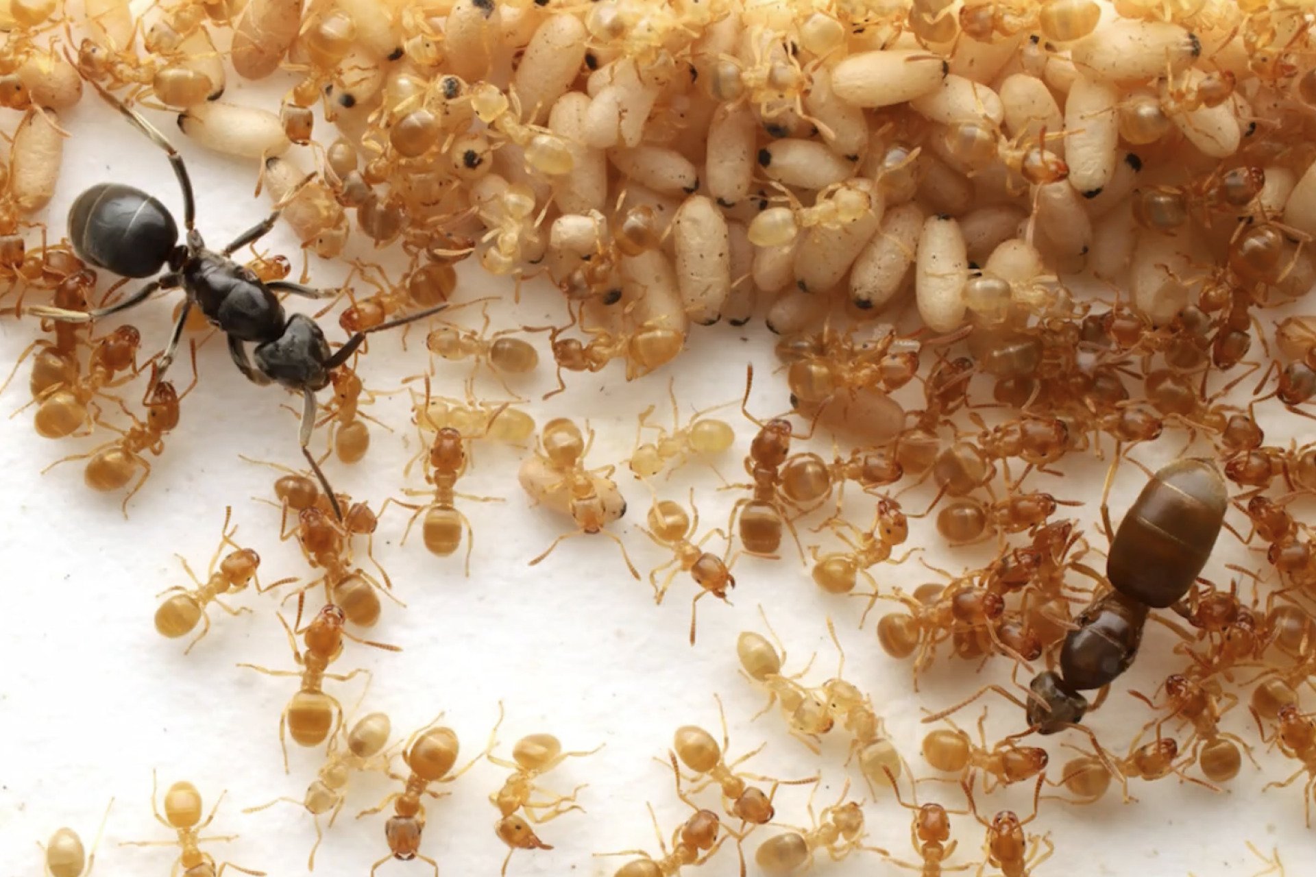 This Parasitic Ant Uses Mystery Goo to Turn Colonies Against Their Queen