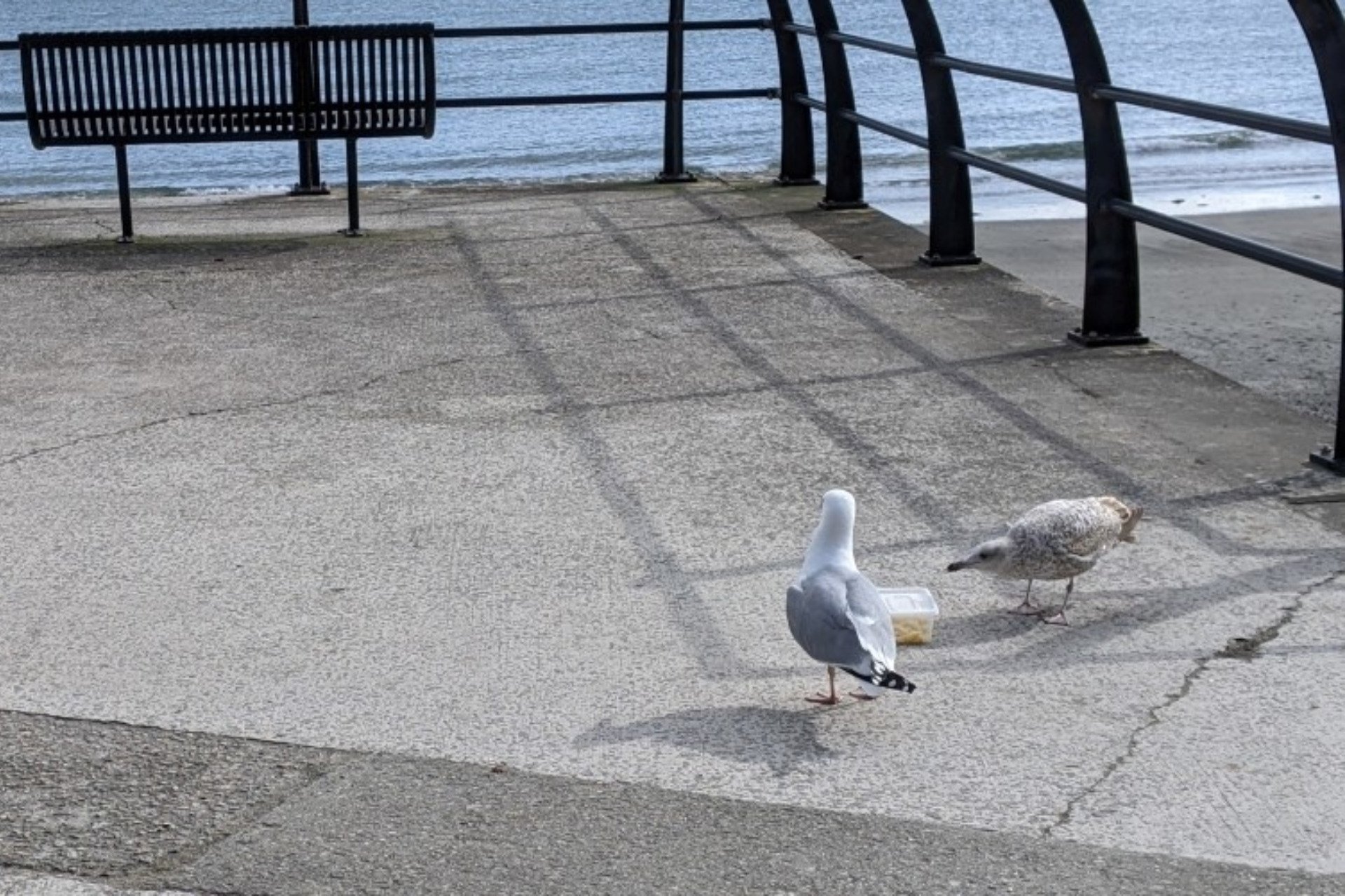 Yes, You Should Yell at Seagulls