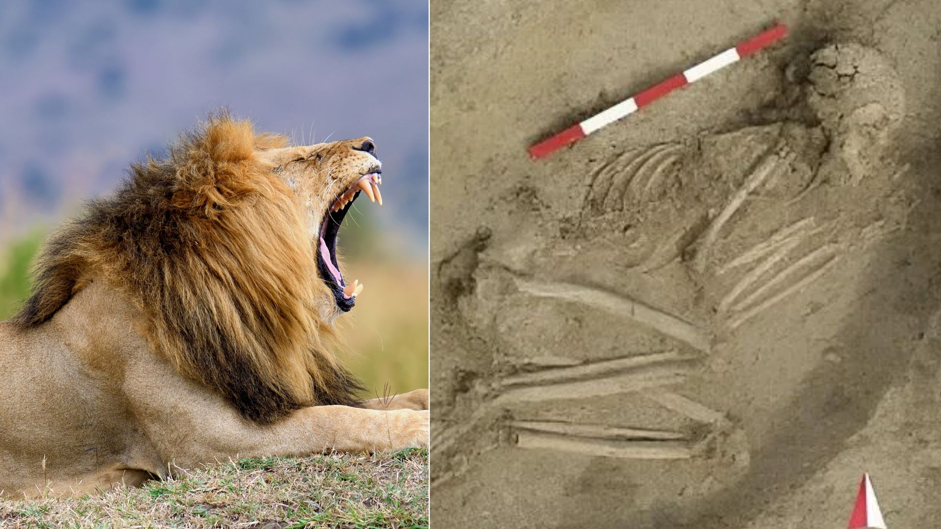 7,000-year-old skeleton reveals traumatic lion attack and surprising community care