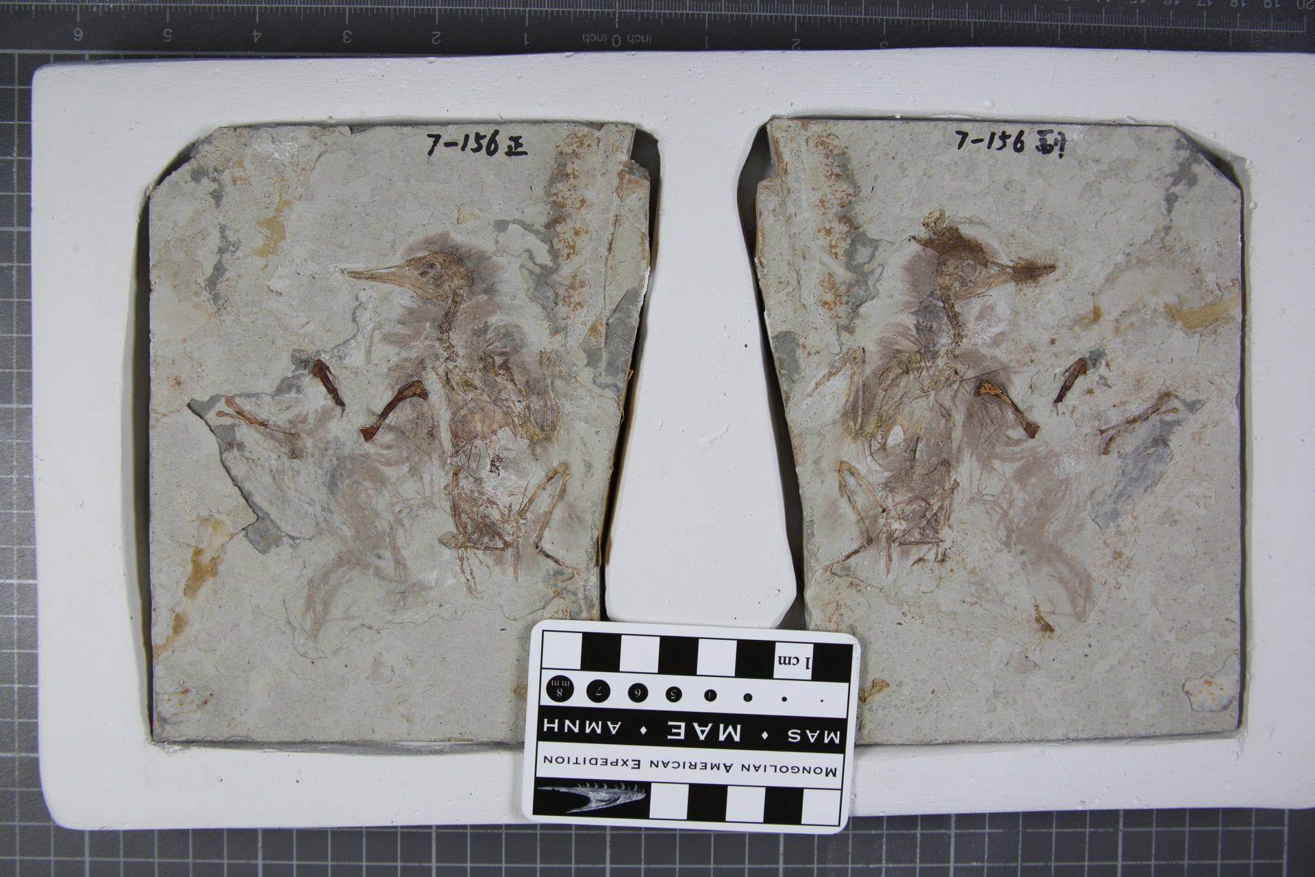 Ancient Bird Swallowed 800 Rocks and Choked to Death, Scientists Say