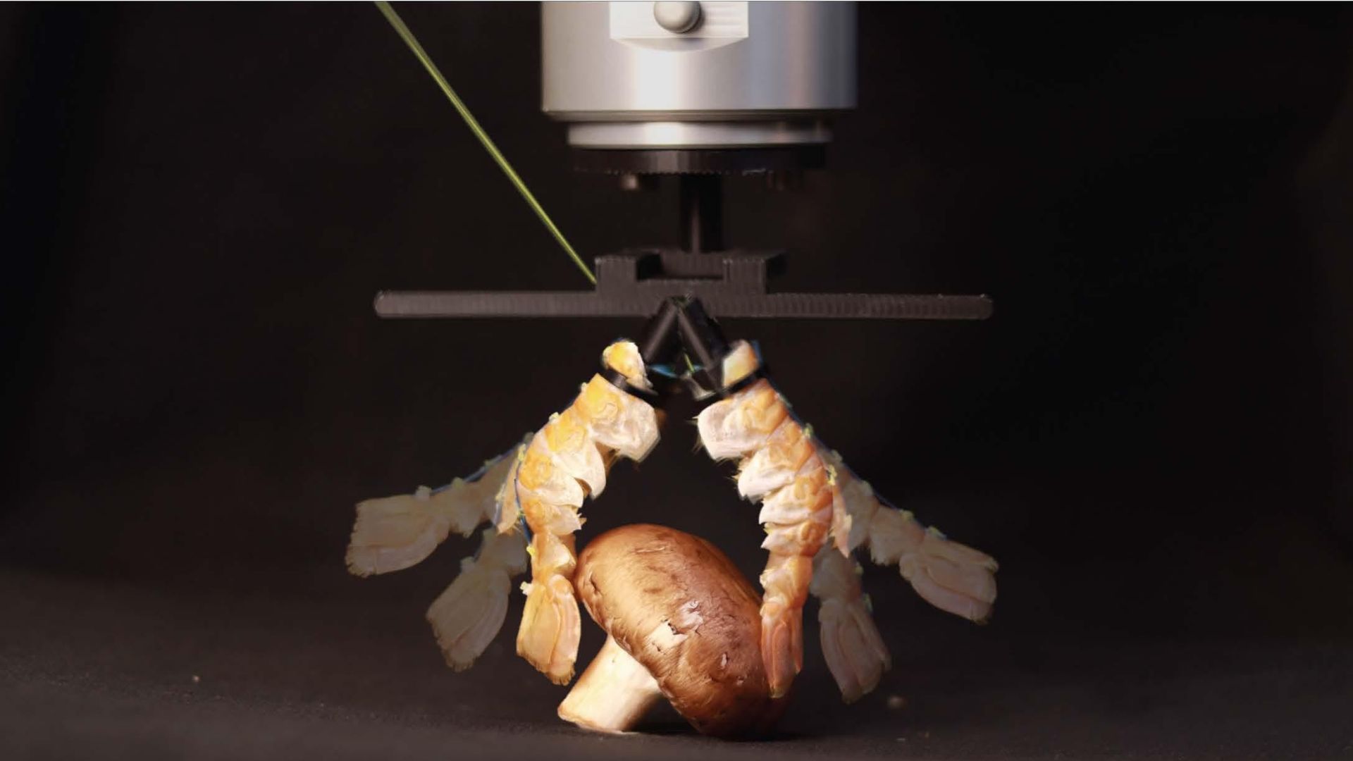 Bio-design leap: Food waste becomes functional robotic hardware in new research