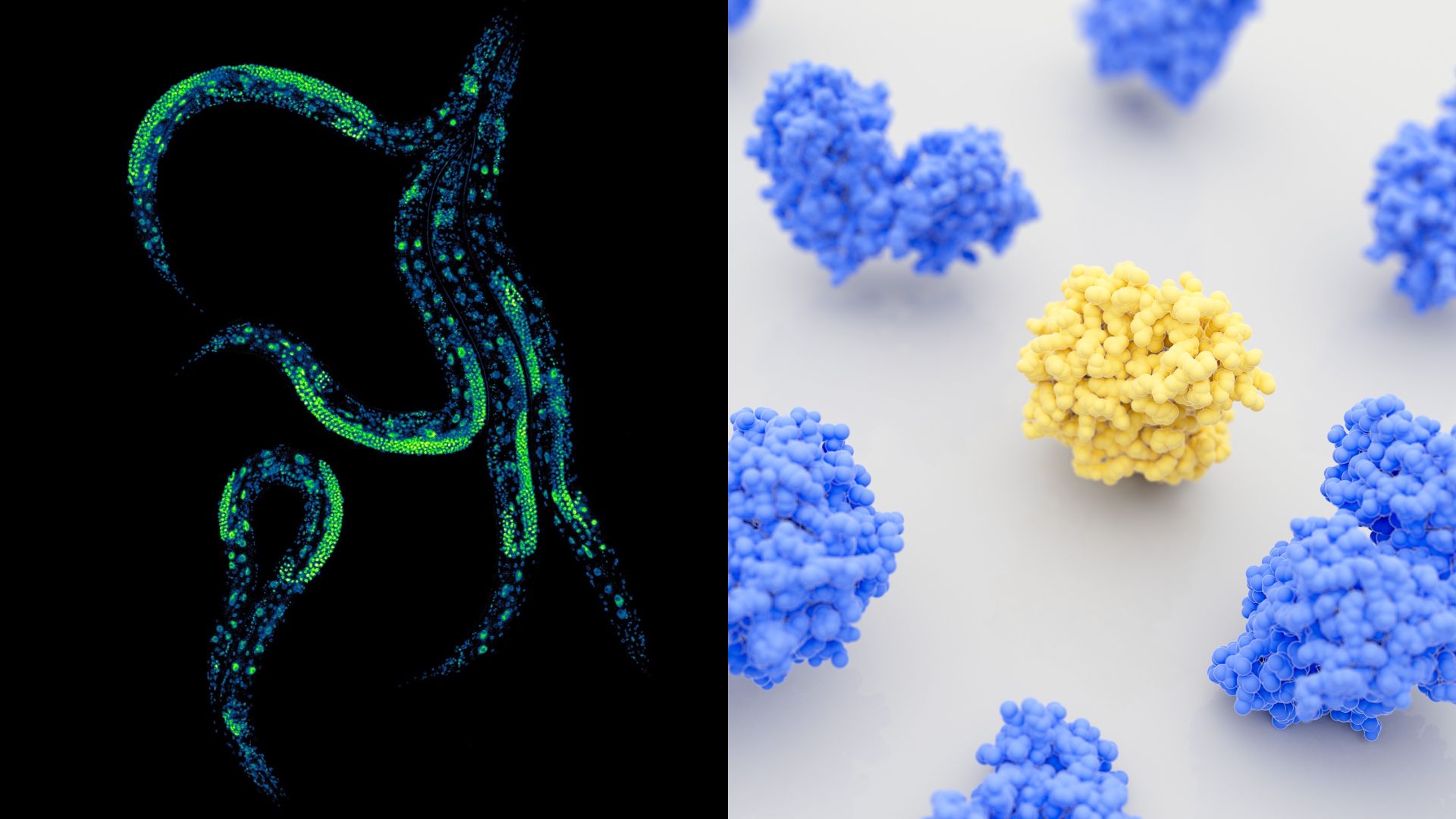 Biologists unveil lifelong method to dial protein levels up or down in animal tissues