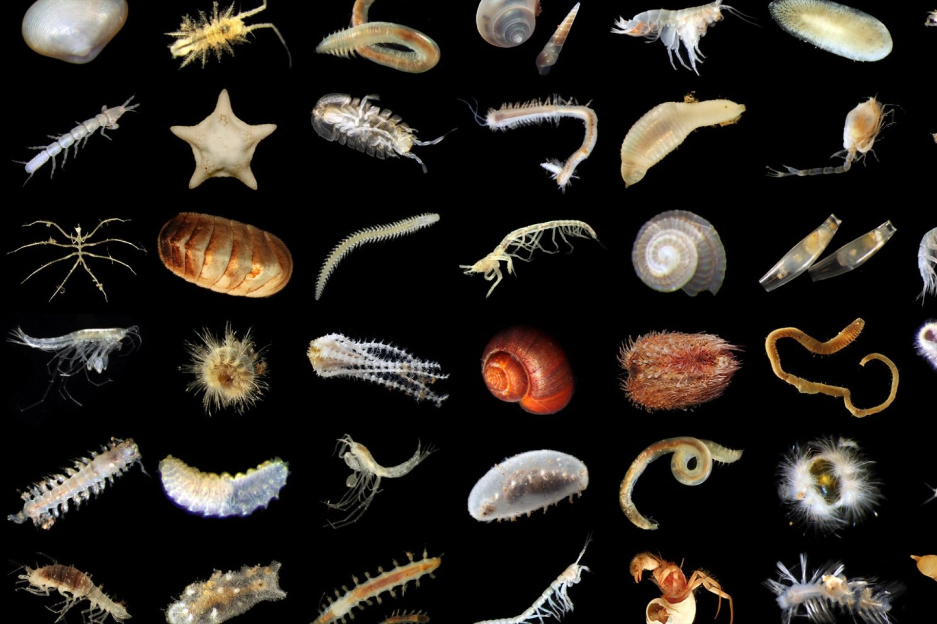 Company Discovers Hundreds of New Deep Sea Creatures While Figuring Out How to Mine Their Home