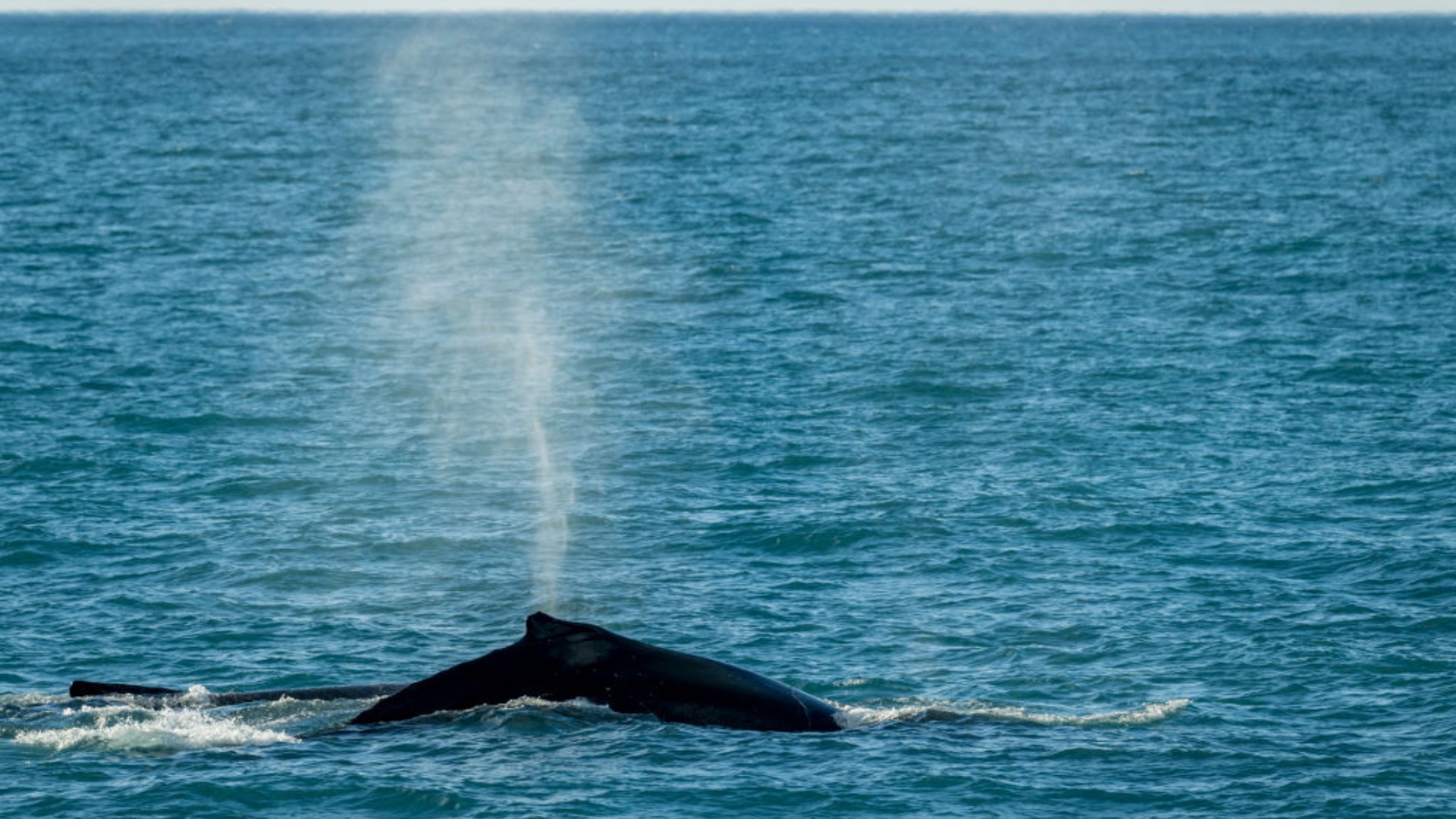 Drone detectives sniff whale breath in the Arctic to uncover hidden viruses