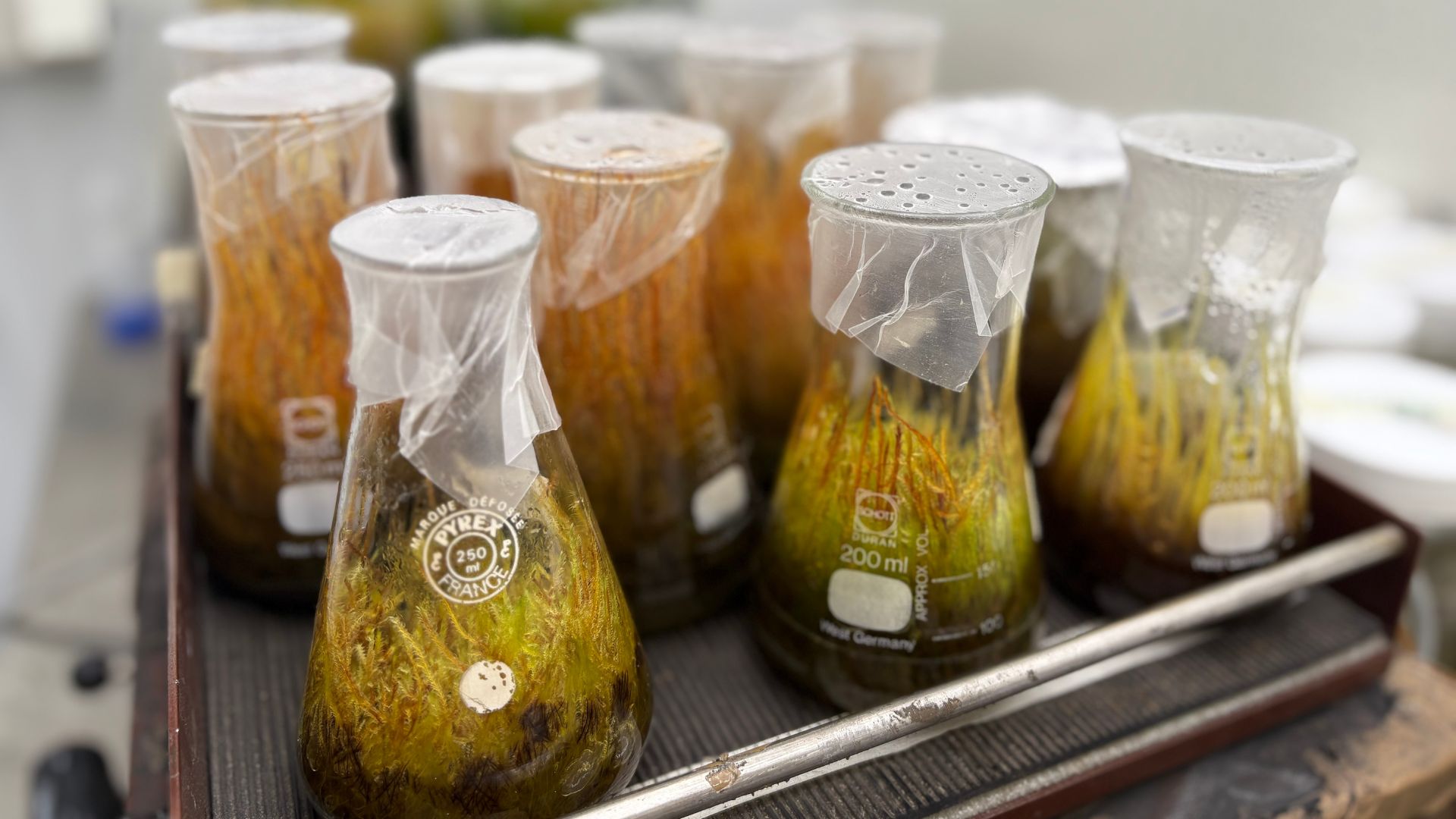 Mine-grown moss shows unusual power to trap toxic metals from water without energy