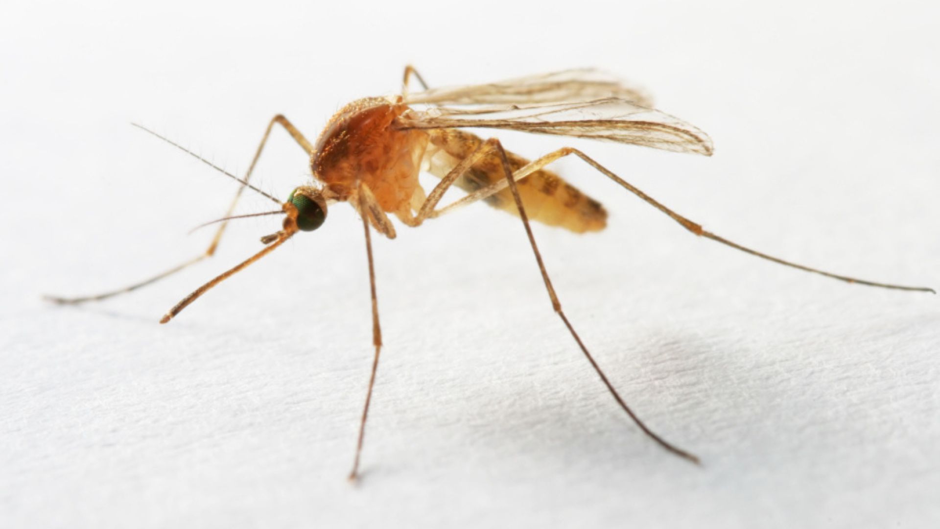 New ‘necroprinting’ uses mosquito feeding tubes for 3D printing below cell scale