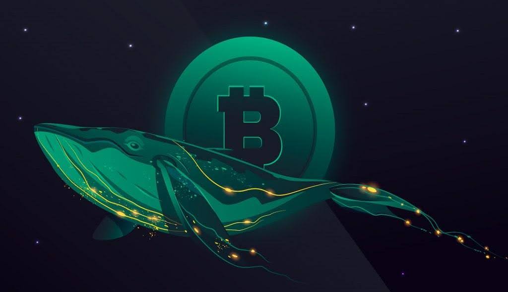 New Whale Emerges After Fresh Wallet Withdraws 300 BTC From Binance in $26.7M Move