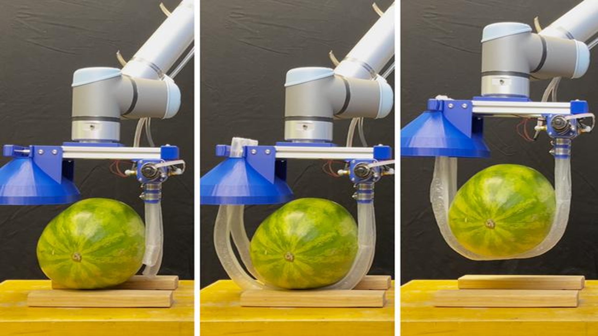 Robo-tendrils inspired by garden vines lift fragile objects, even supporting humans