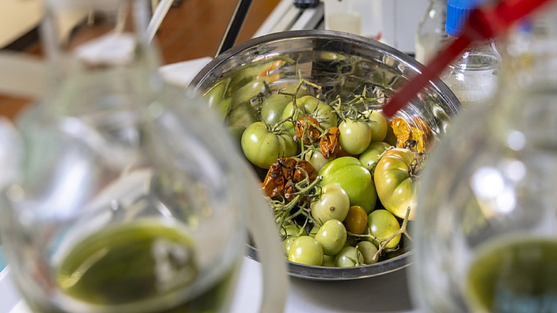 Scientists turn tomato waste into climate-friendly jet fuel to cut aviation emissions