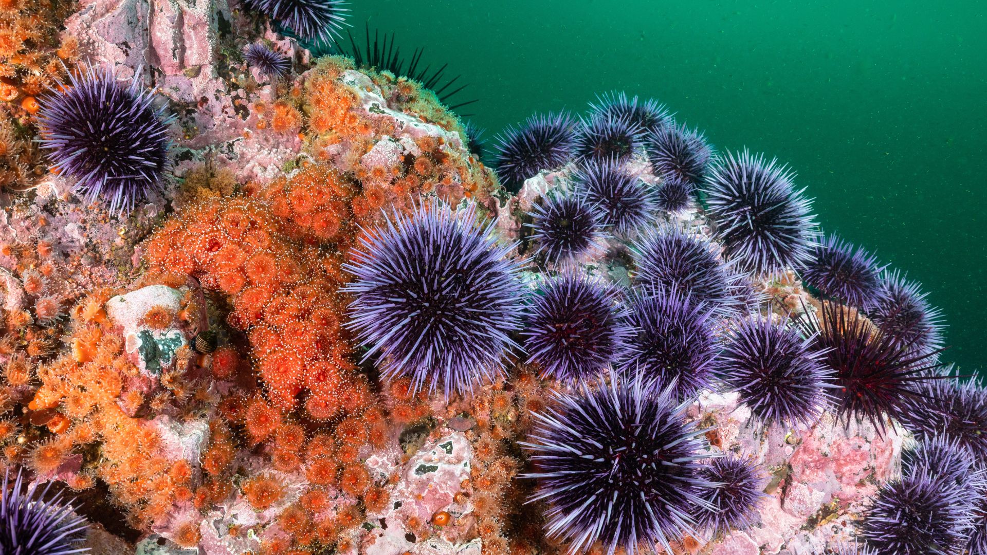 Sea urchin pandemic spreads across Canary Islands, triggering near-total collapse
