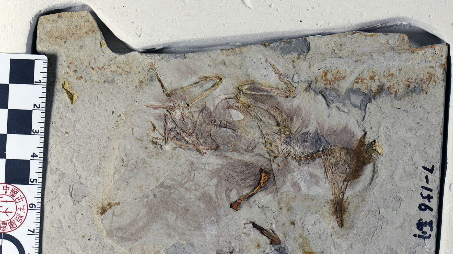 Stony diet: 120 million-year-old bird fossil reveals choking as cause of death 
