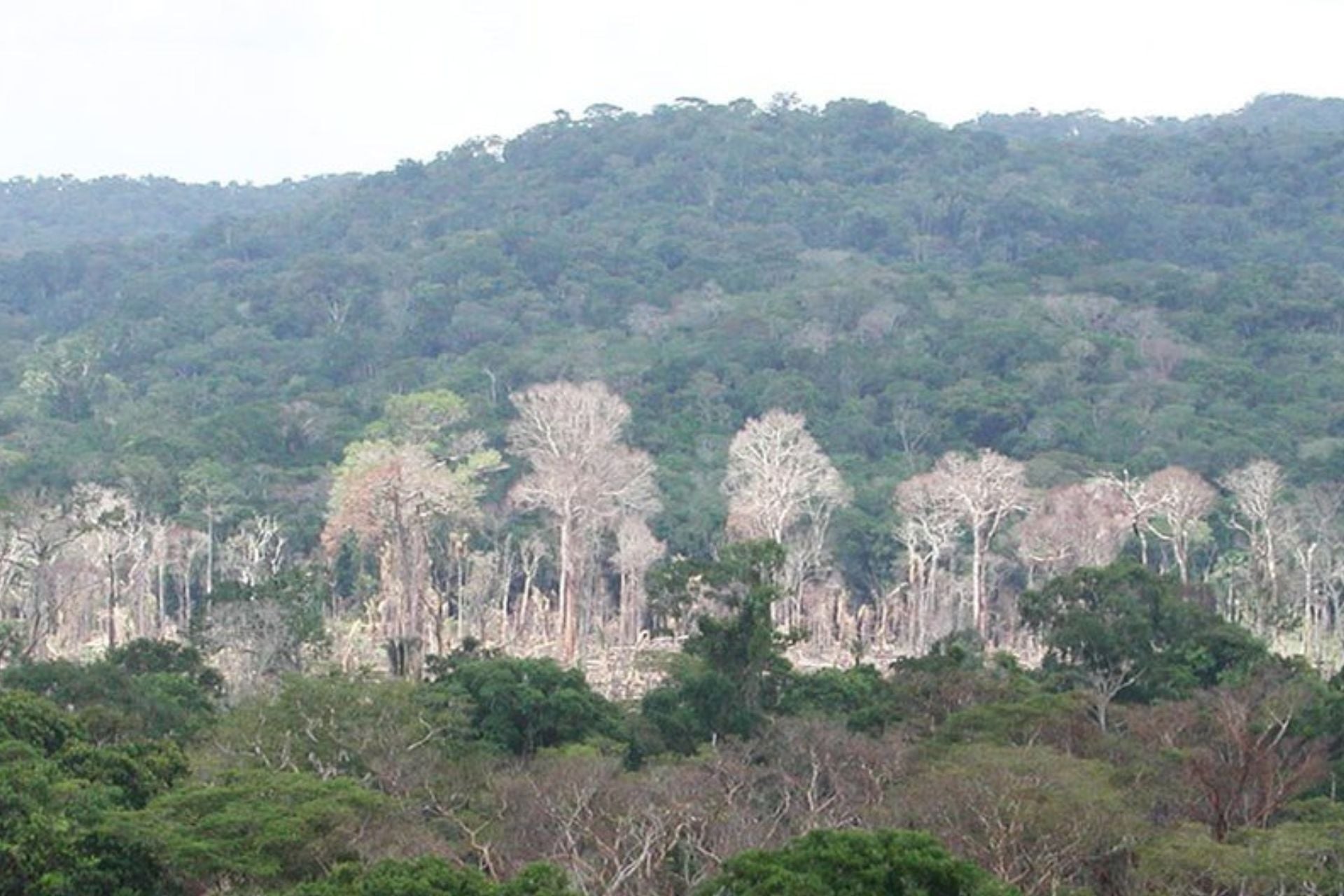 The Amazon Is Morphing Into a ‘Hypertropical’ Climate—and It’s as Apocalyptic as It Sounds