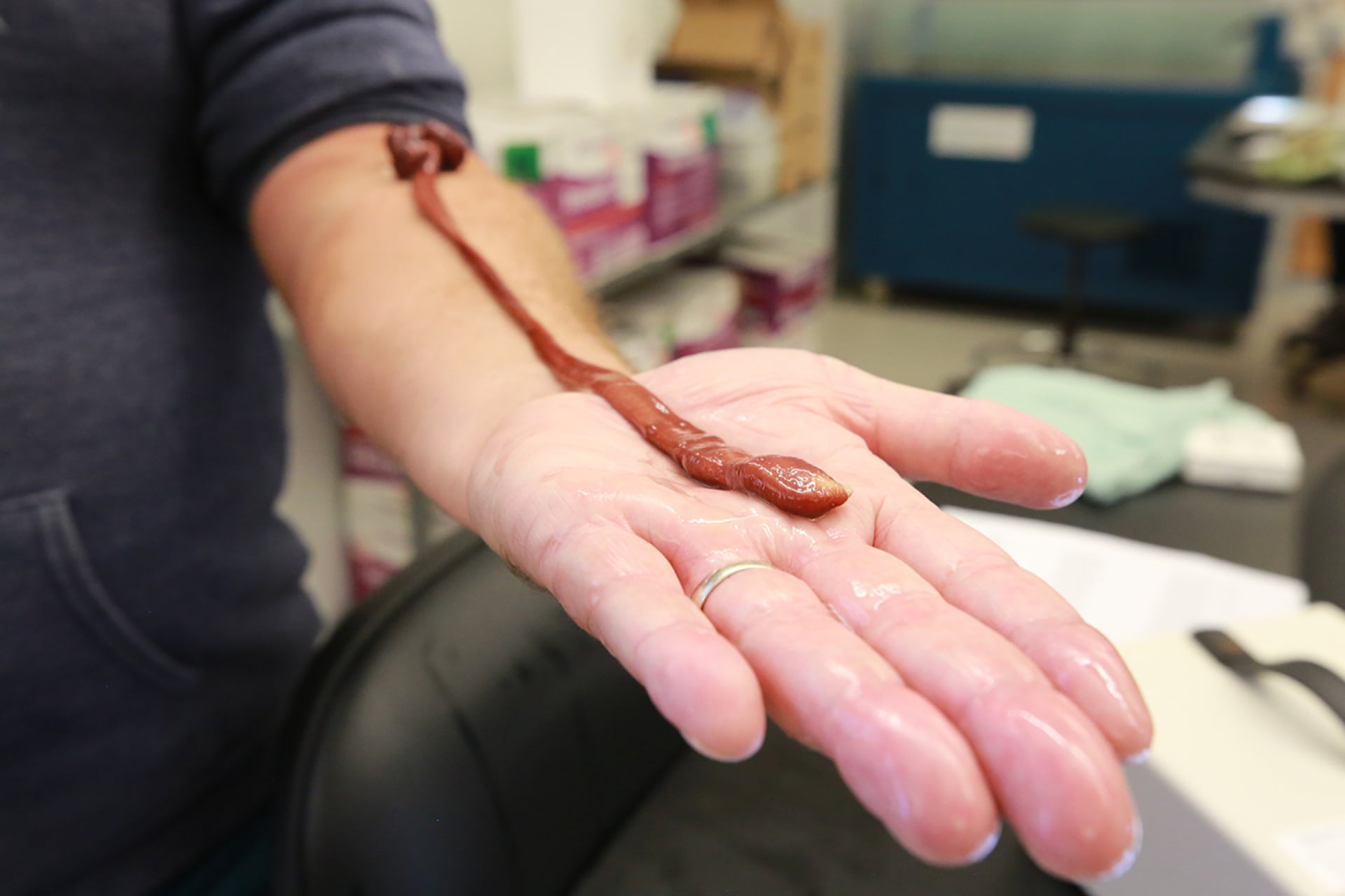 This Worm Was Chilling in a Lab for Years. Turns Out It’s a Record-Breaker