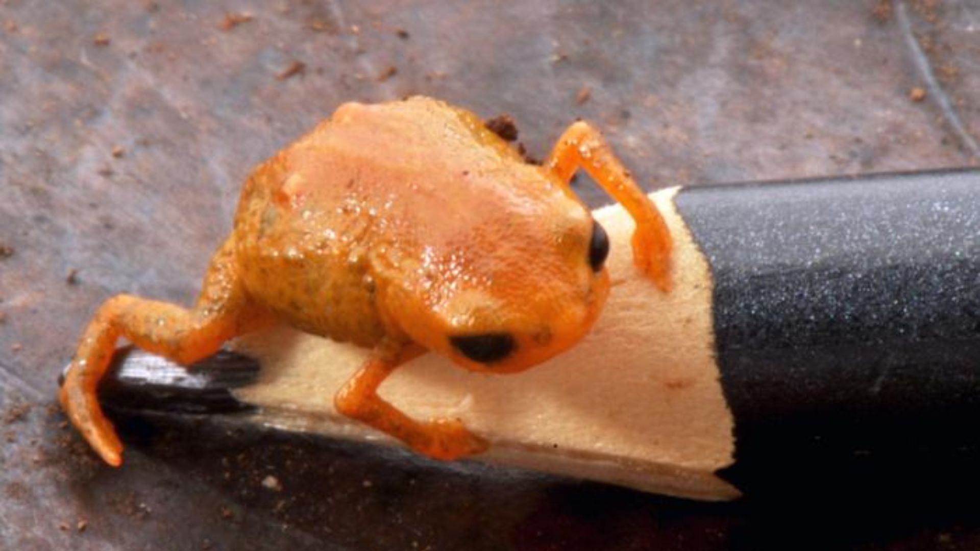 Tiny pencil tip-sized toadlet with bright orange color discovered in Brazil