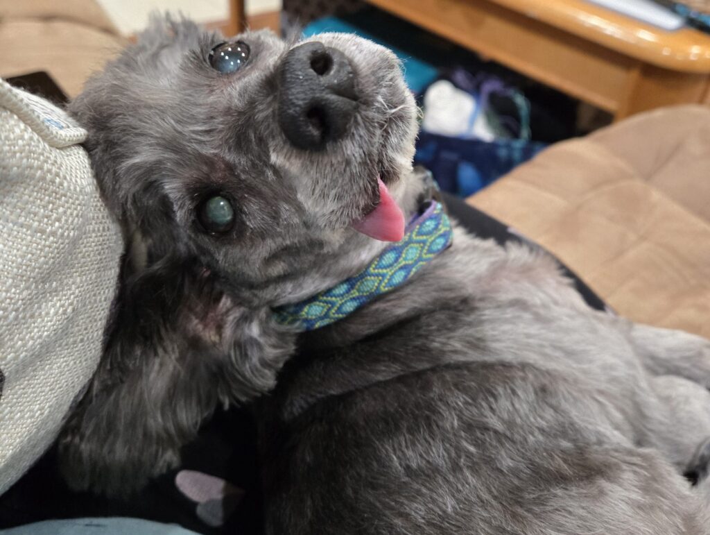 Why is my dog like this? Current DNA tests won’t explain it to you.