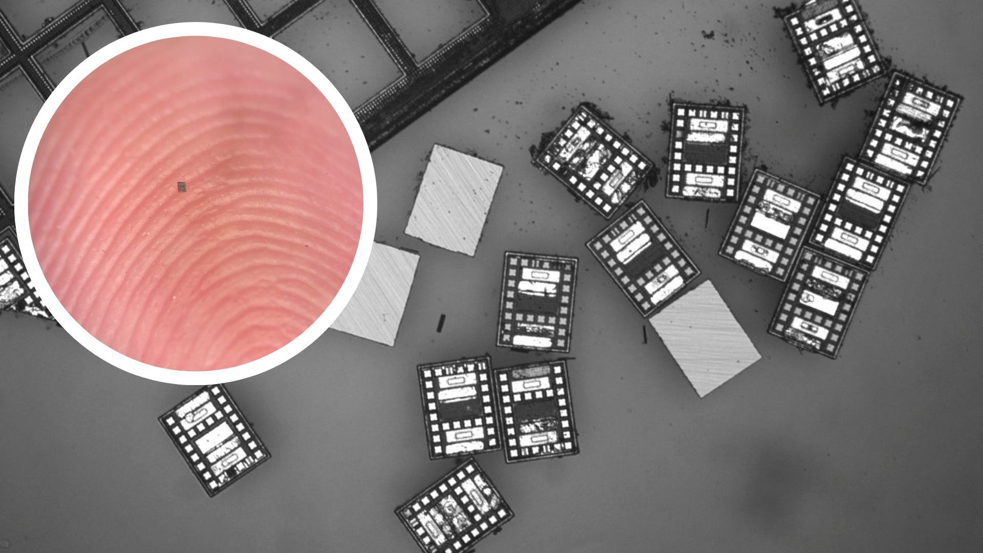 World’s smallest programmable robots think, swim, and sense temperature using light