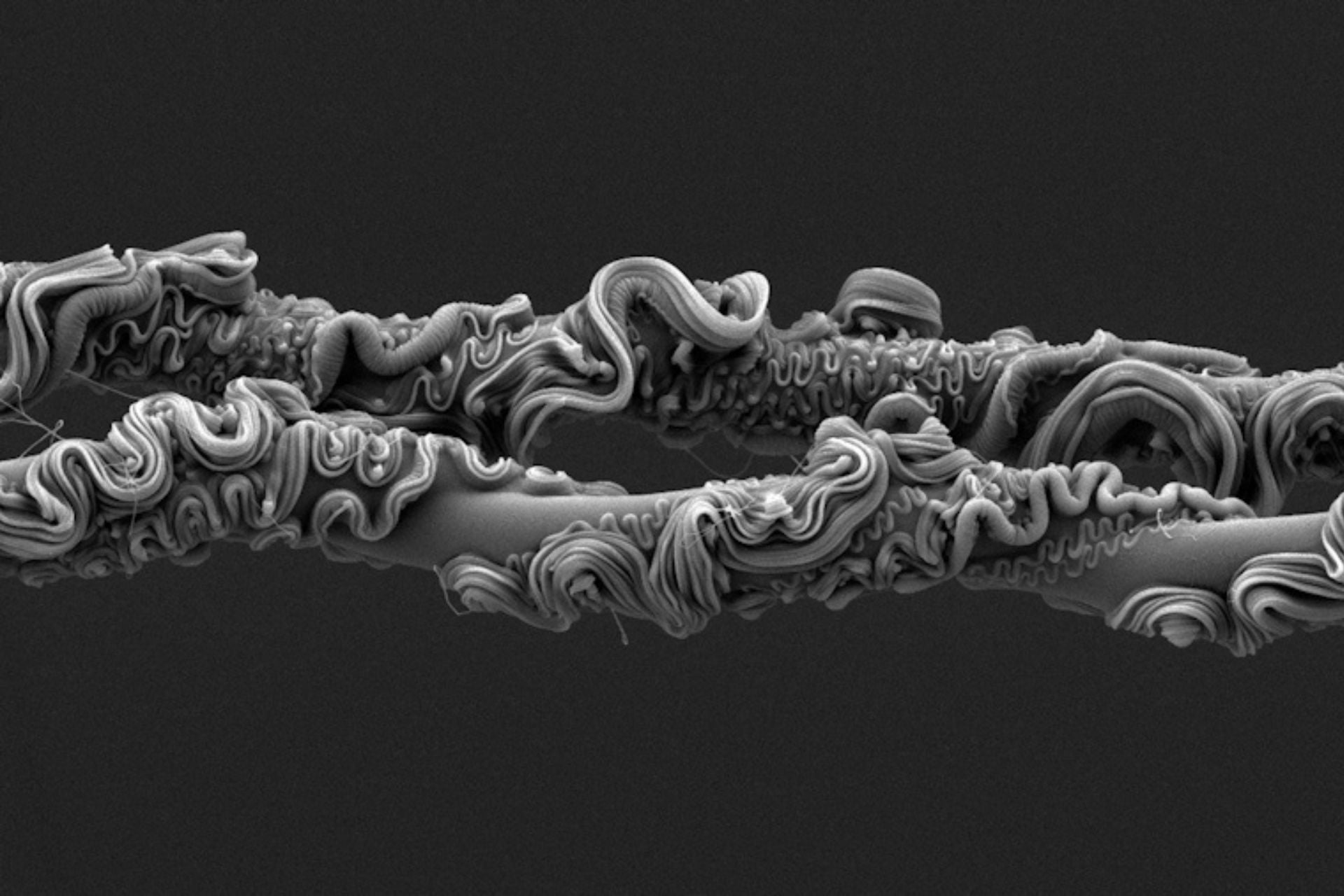 You’ll Never Guess What Took First Place at the Royal Society’s Photo Competition