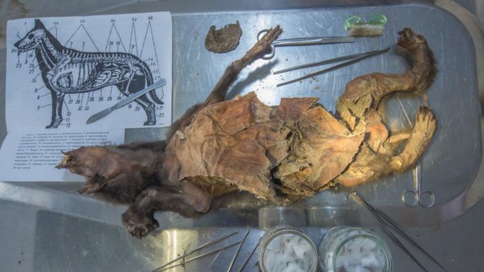 14,400-year-old woolly rhino genome recovered from tissue found in ancient wolf’s stomach