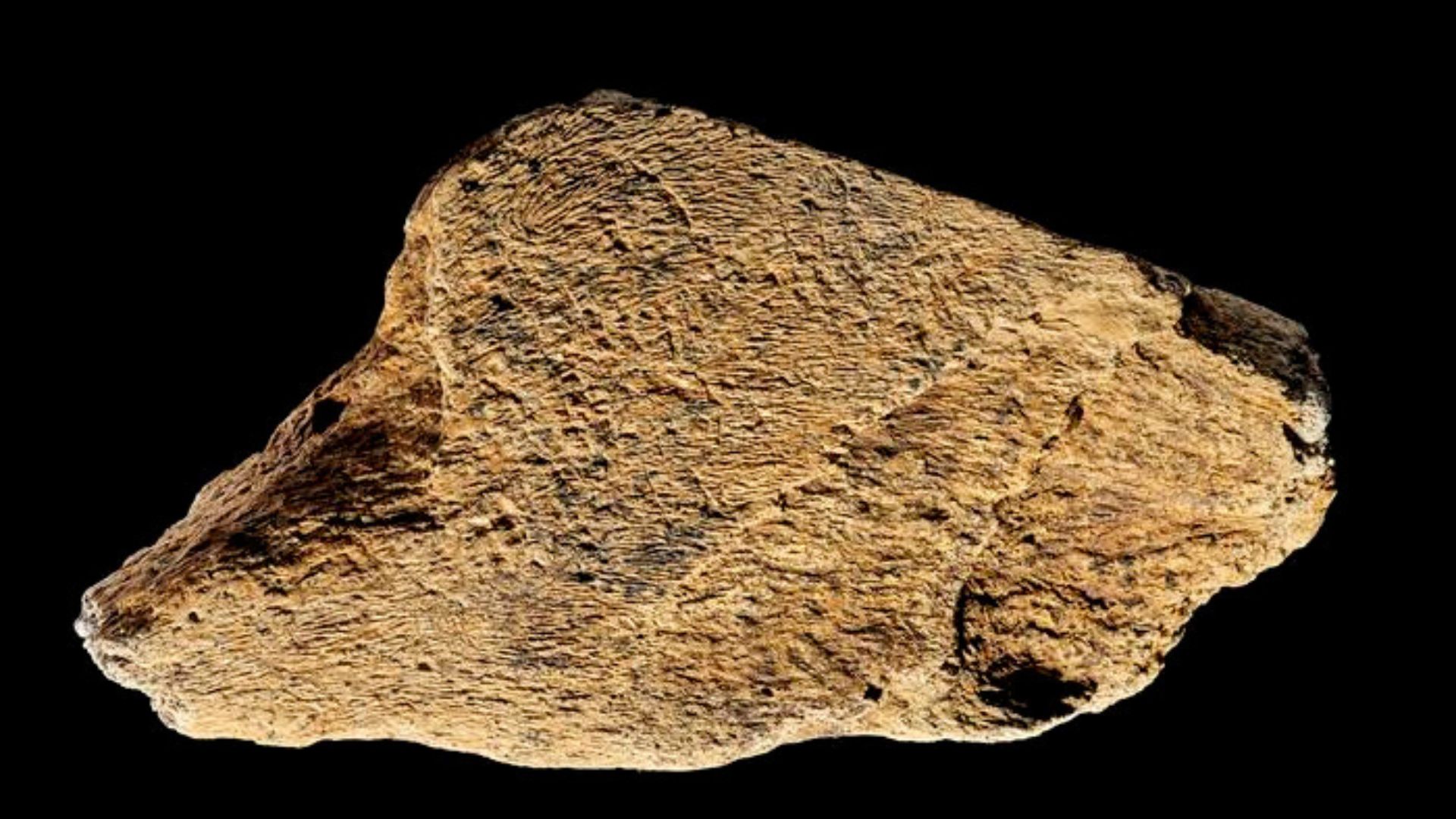 500,000-year-old elephant bone hammer discovered in England reveals early human tool skills